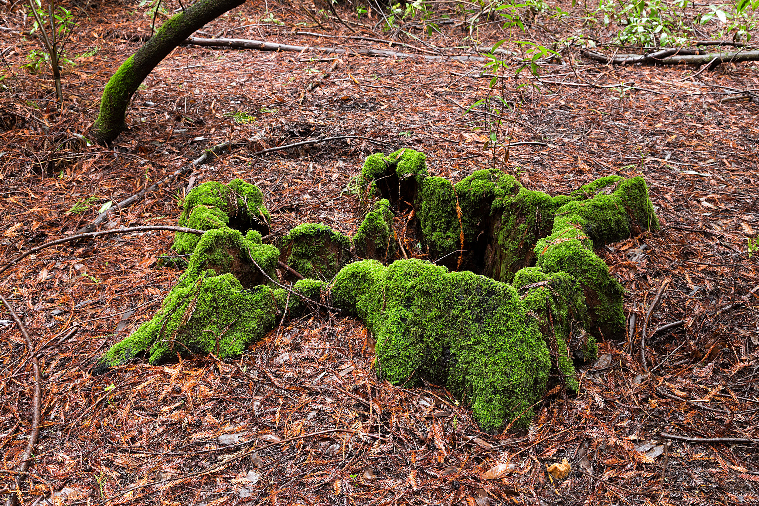 Canyon Redwoods Feb 2017-7.jpg