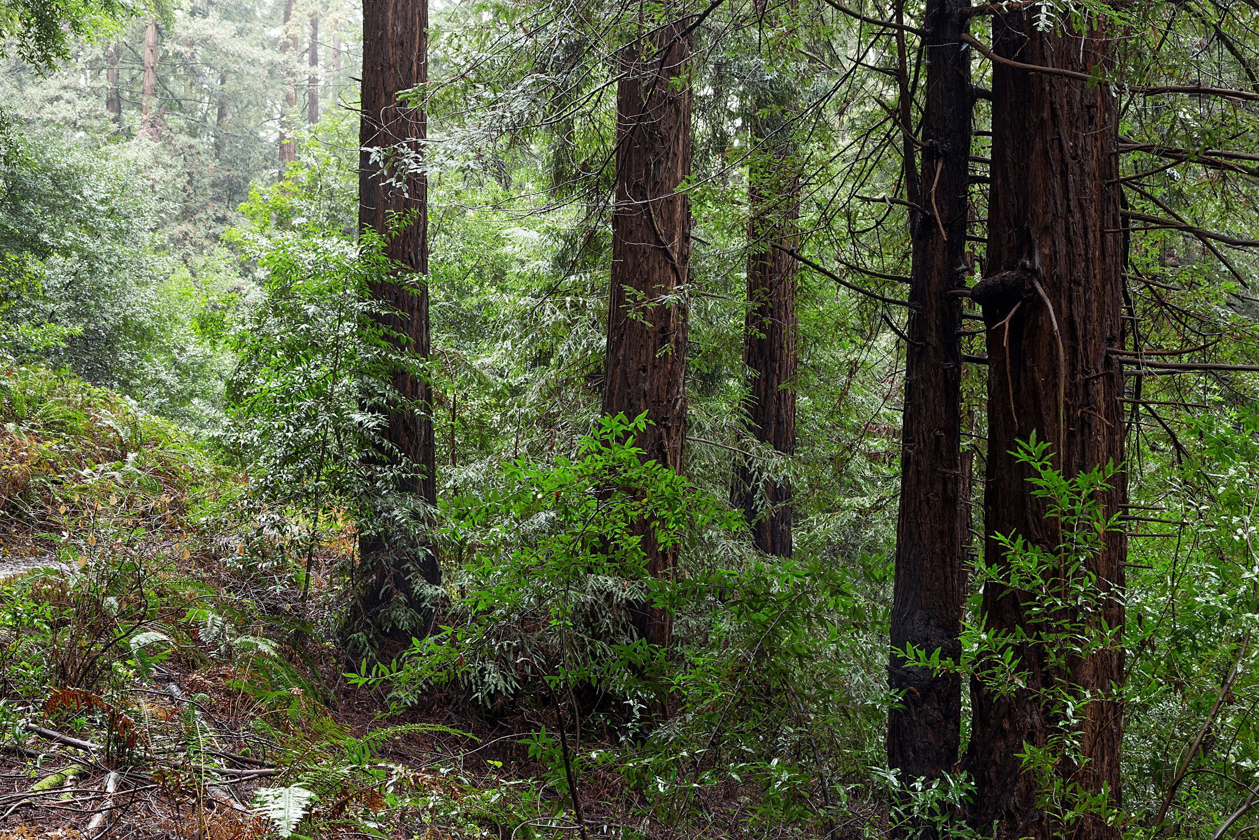 Canyon Redwoods Feb 2017-9.jpg