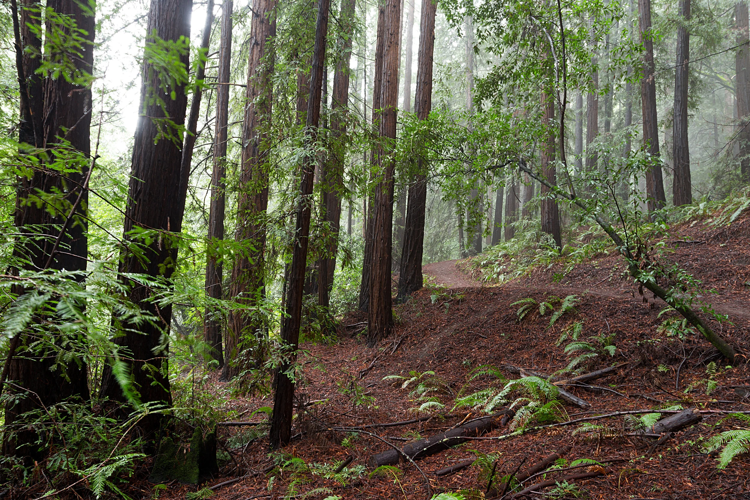 Canyon Redwoods Feb 2017-12.jpg
