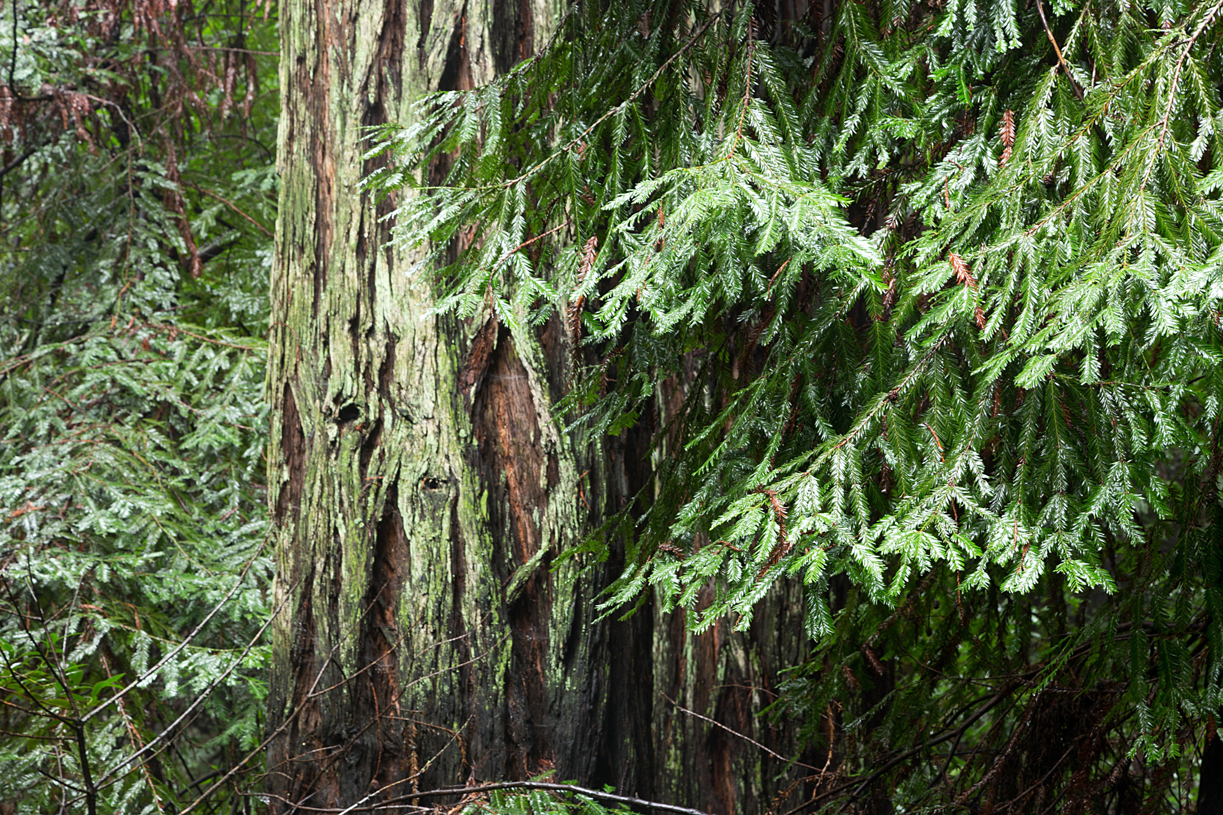 Canyon Redwoods Feb 2017-14.jpg