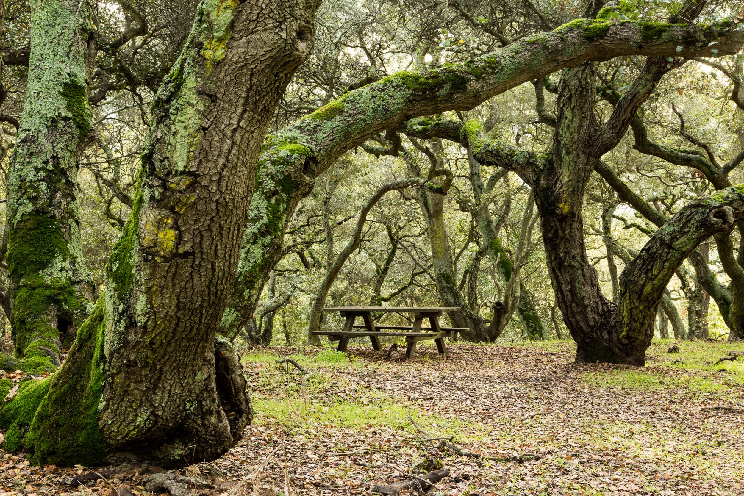 Sobrante Ridge January 2018-49.jpg