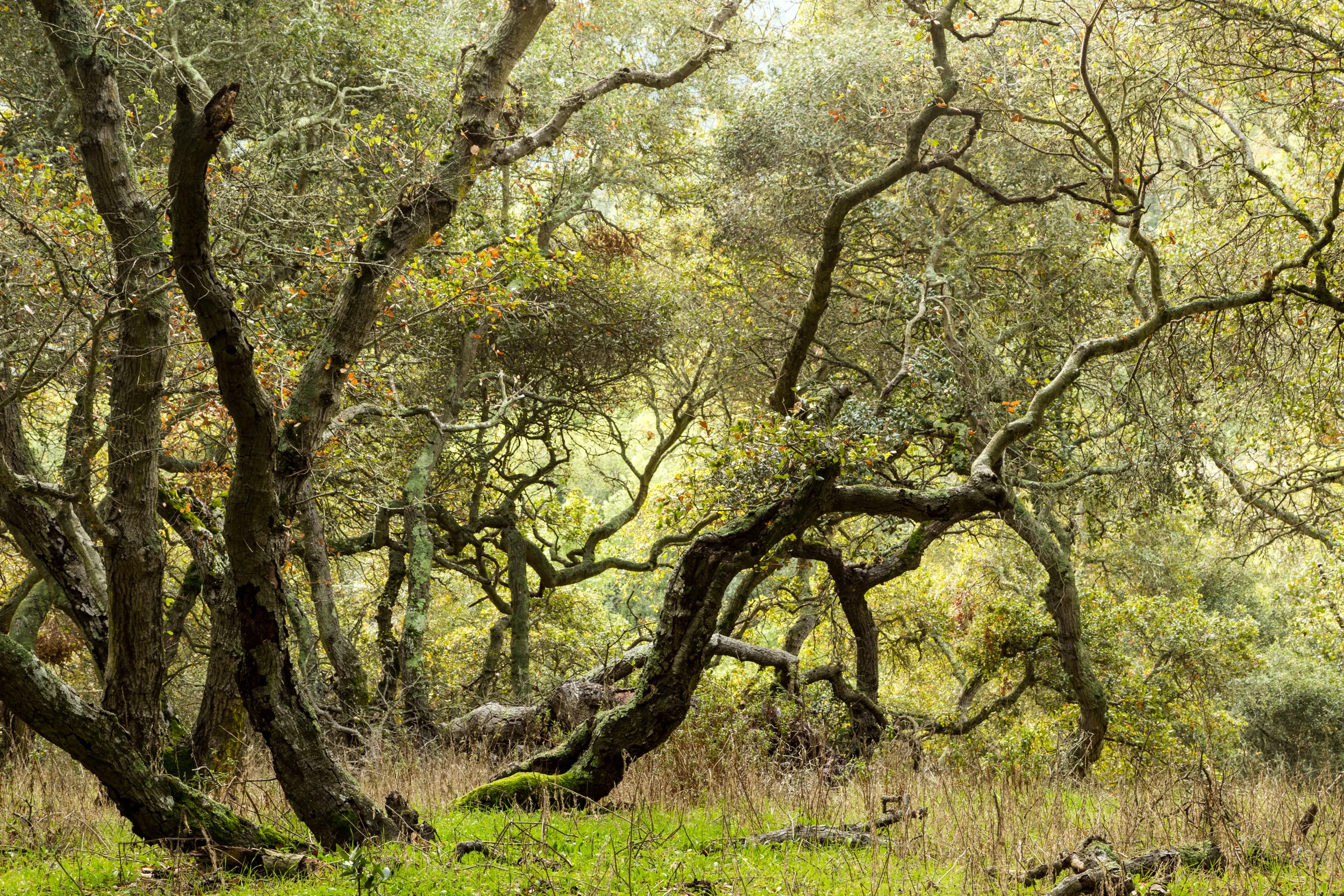 Sobrante Ridge January 2018-55.jpg