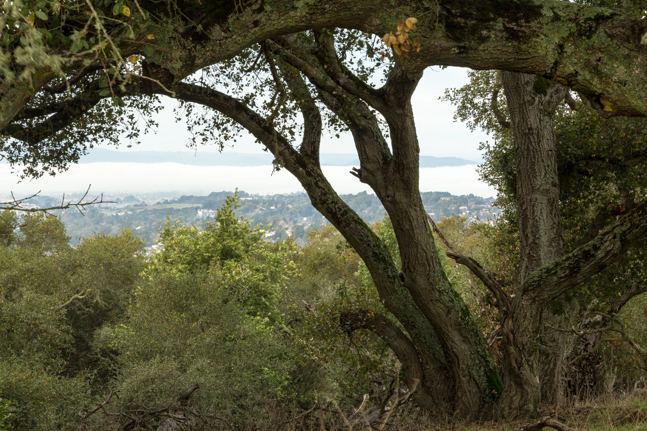 Sobrante Ridge January 2018-81.jpg