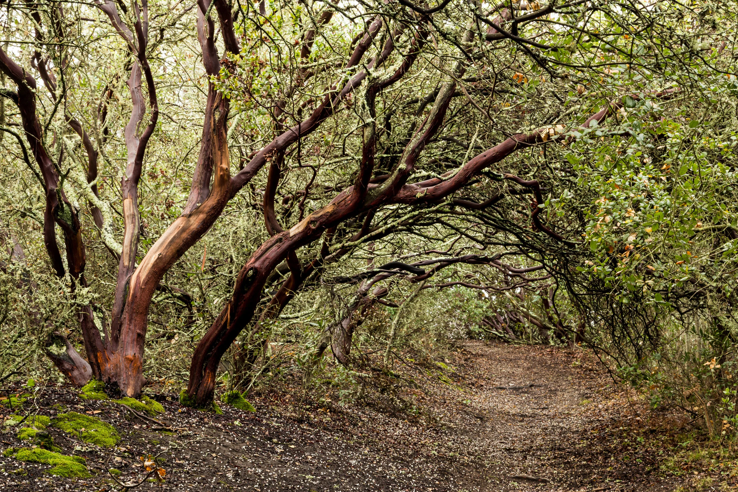 Sobrante Ridge January 2018-117.jpg