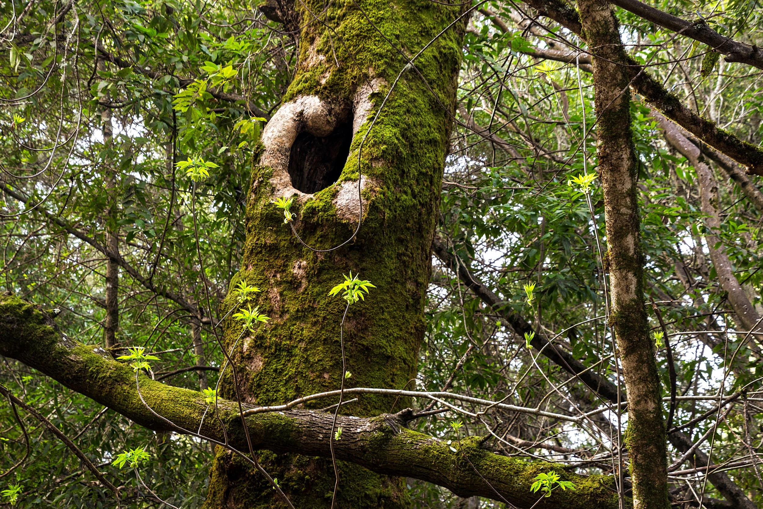 Old San Pablo Trail, EB Mud, February 10, 2016