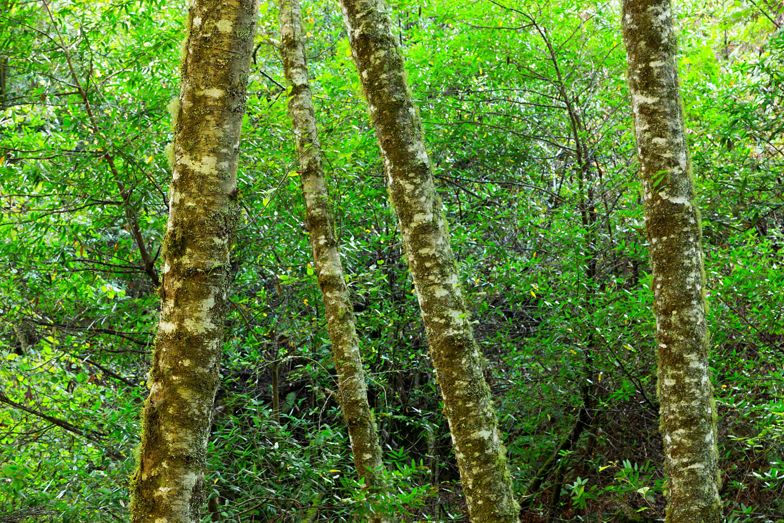 Pt Reyes Bear Creek Trail-2.jpg