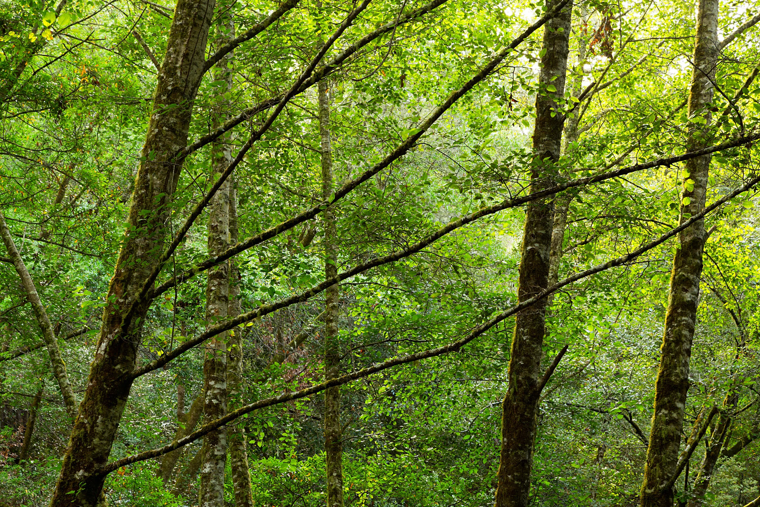 Pt Reyes Bear Creek Trail-3.jpg