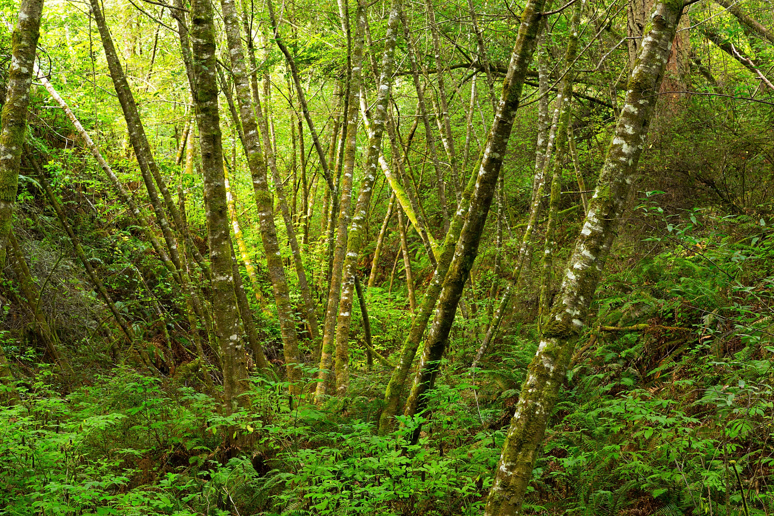 Pt Reyes Bear Creek Trail-7.jpg