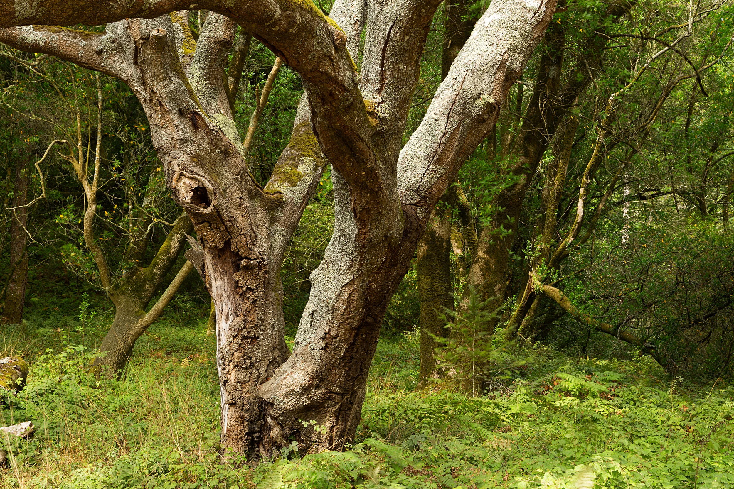 Pt Reyes Bear Creek Trail-9.jpg