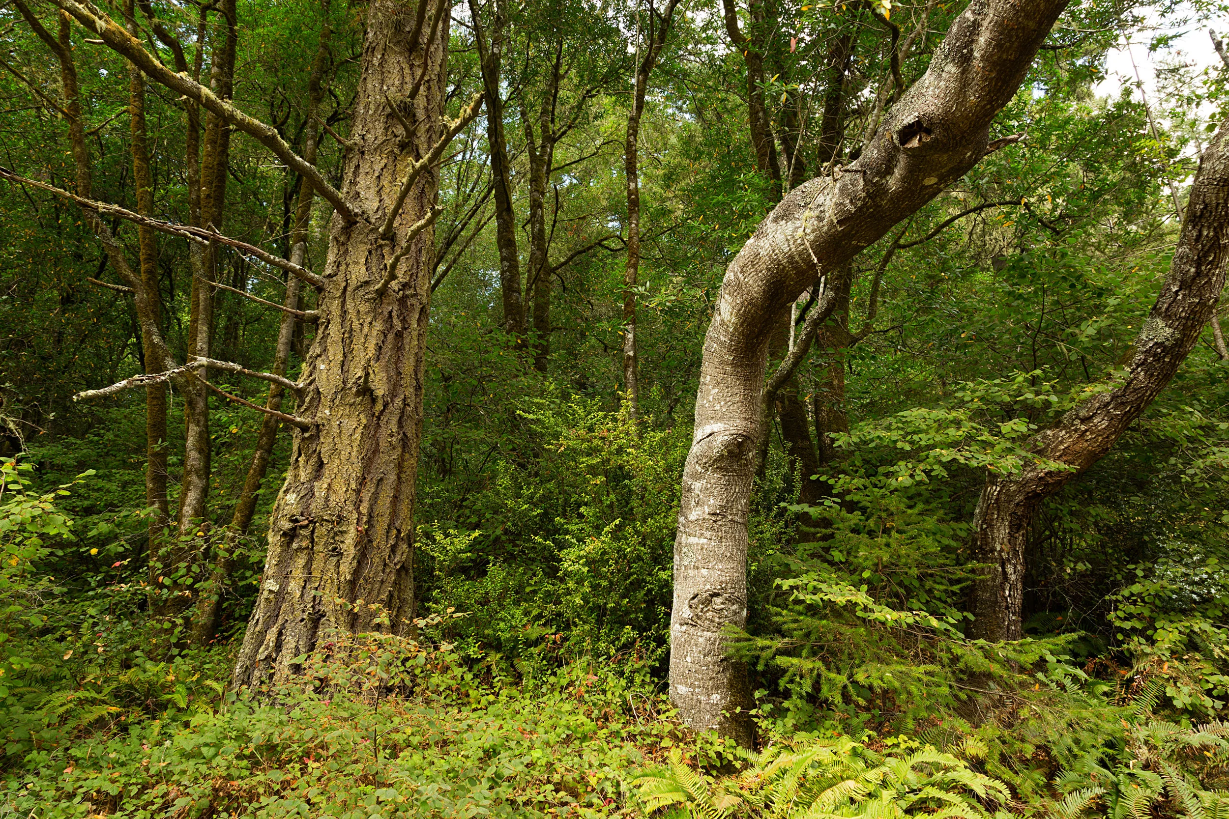 Pt Reyes Bear Creek Trail-13.jpg