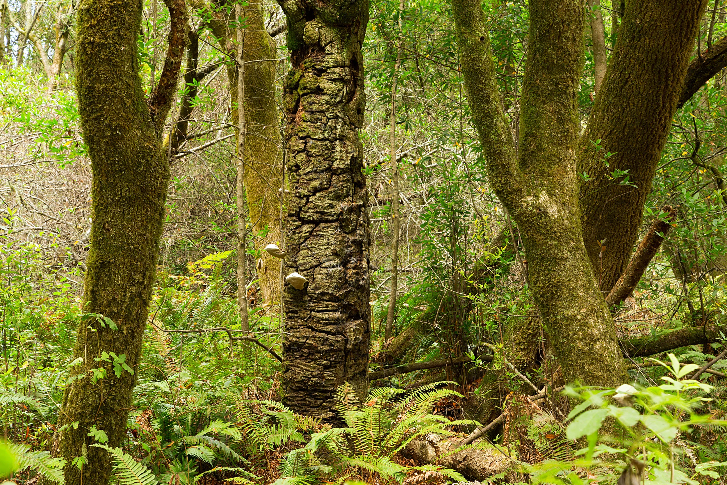 Pt Reyes Bear Creek Trail-14.jpg