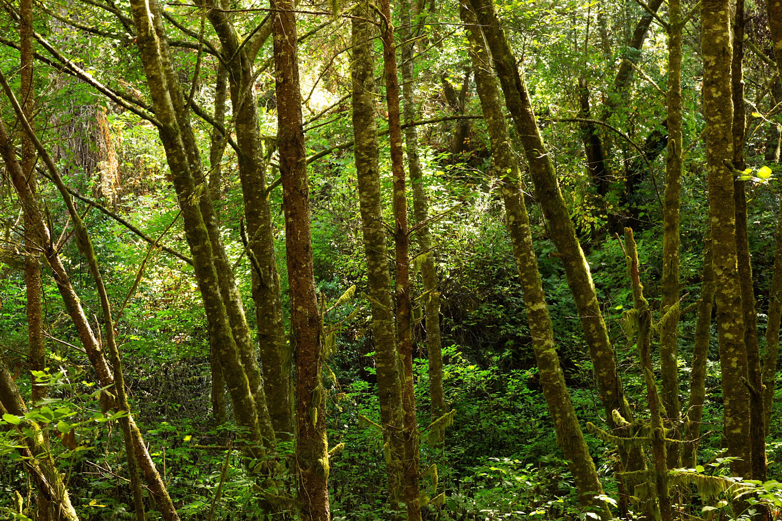 Pt Reyes Bear Creek Trail-16.jpg