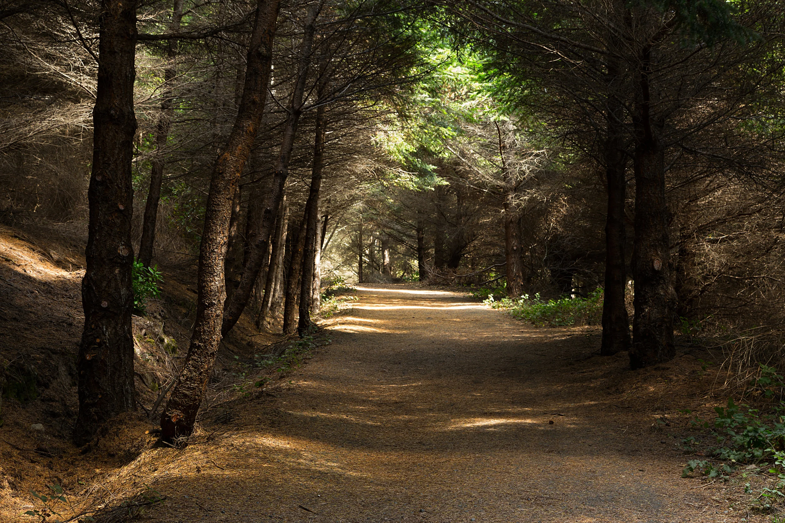 Pt Reyes Bear Creek Trail-25.jpg