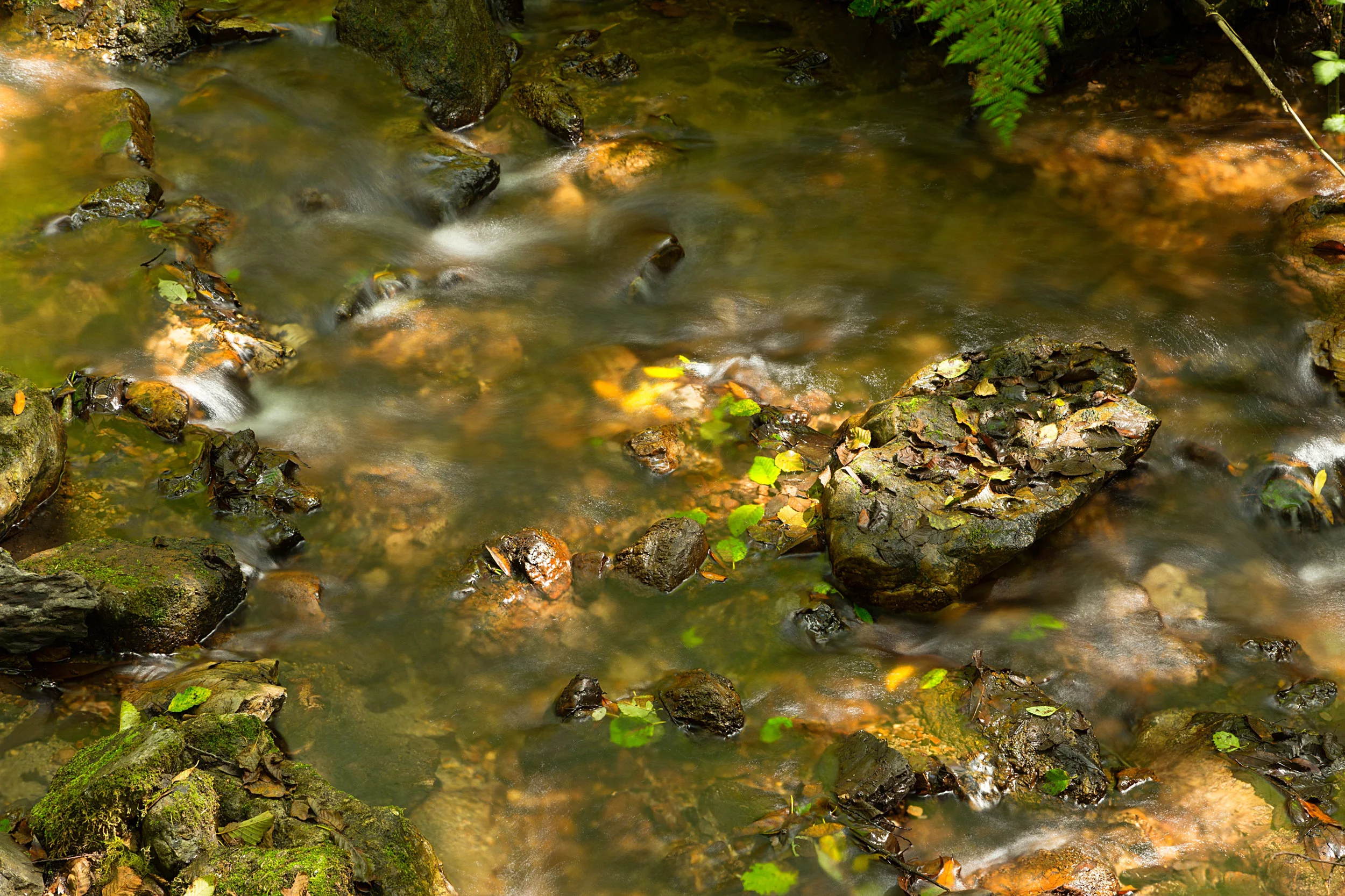 Pt Reyes Bear Creek Trail-27.jpg