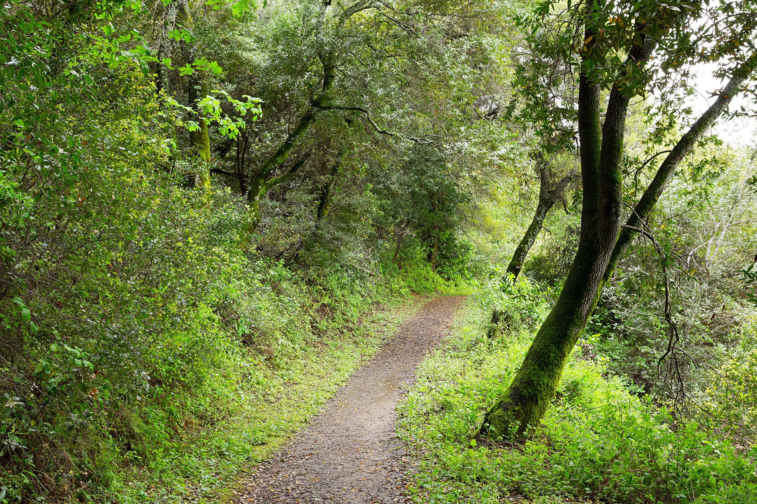 Bear Creek Trail-4.jpg