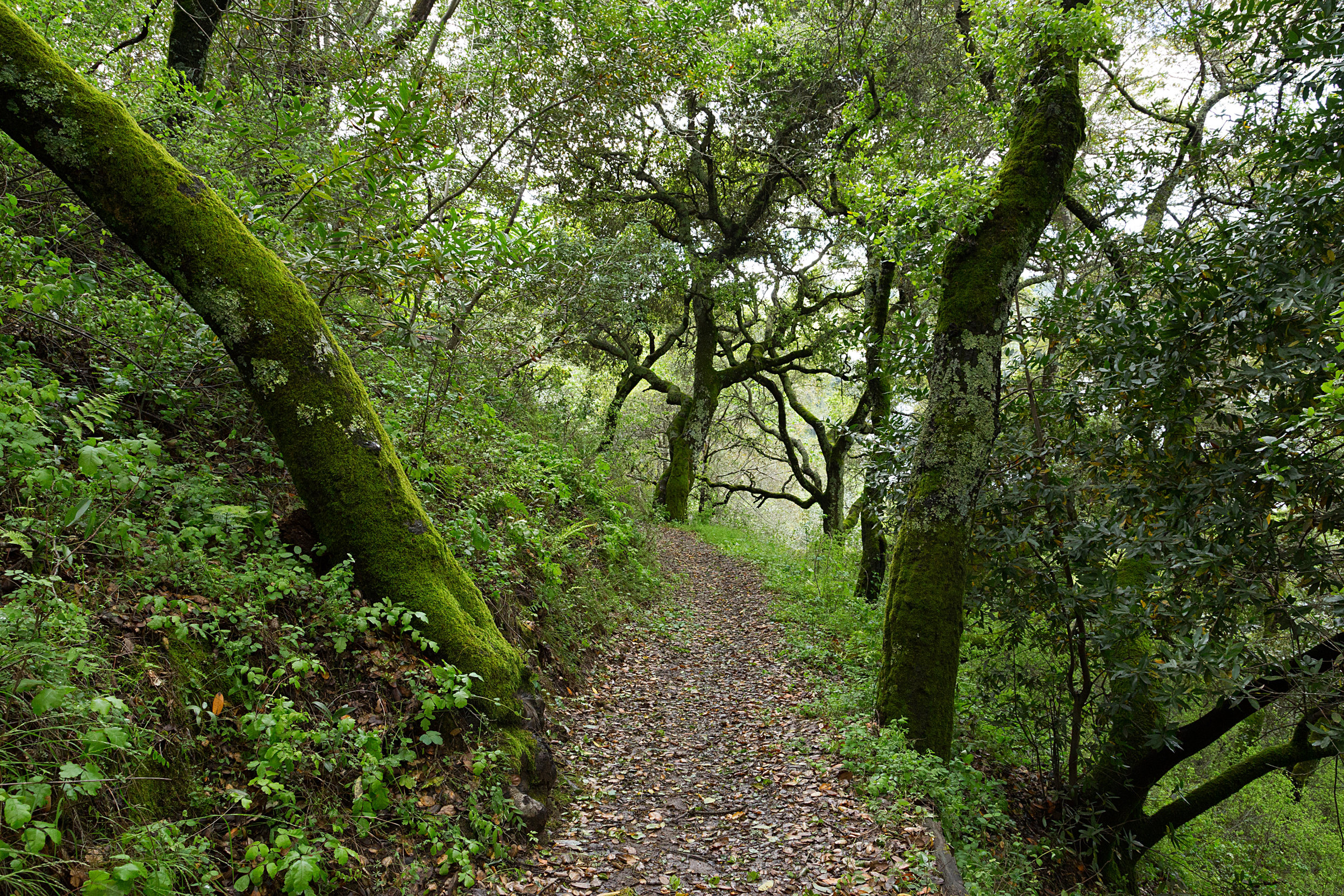 Bear Creek Trail-11.jpg