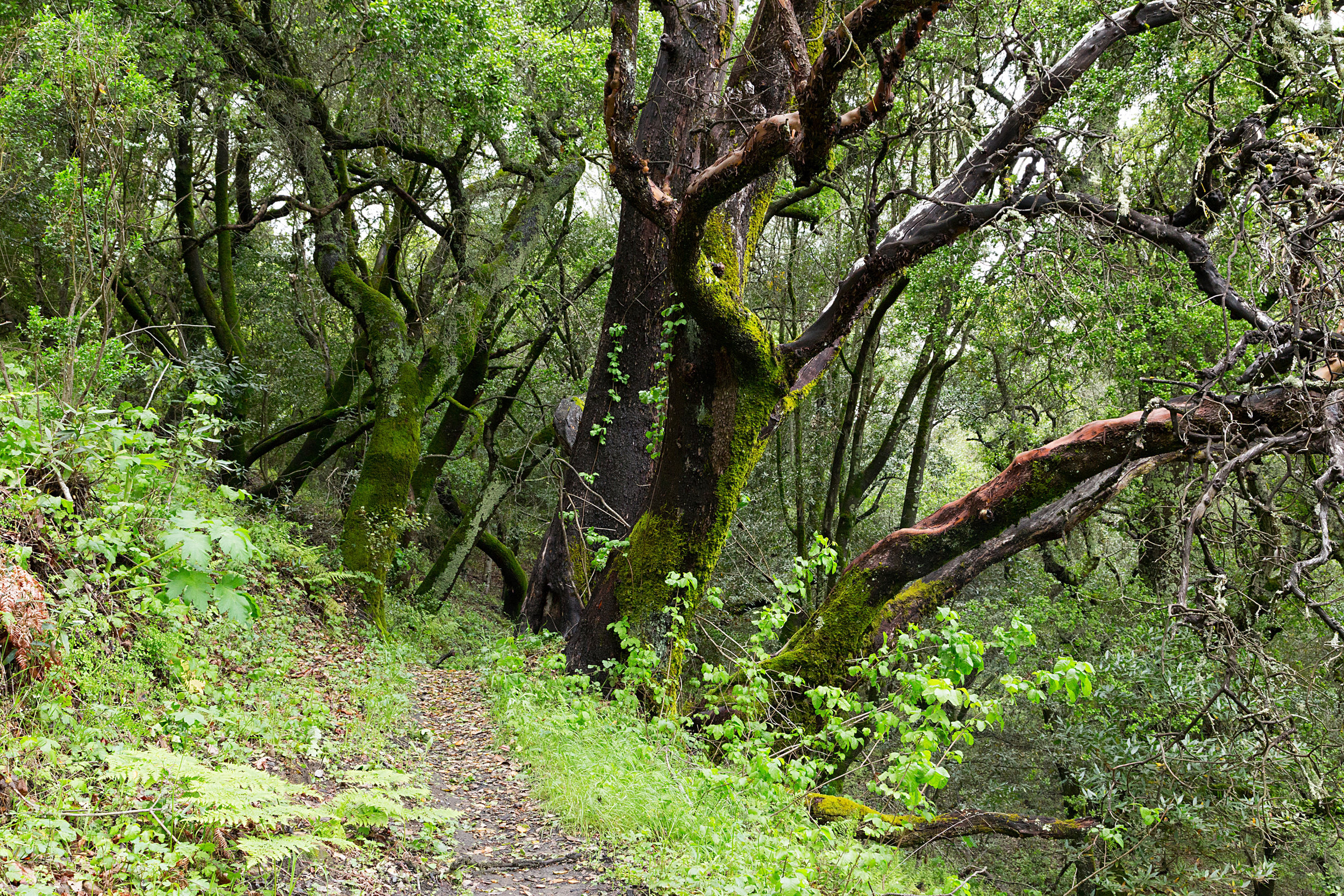 Bear Creek Trail-13.jpg