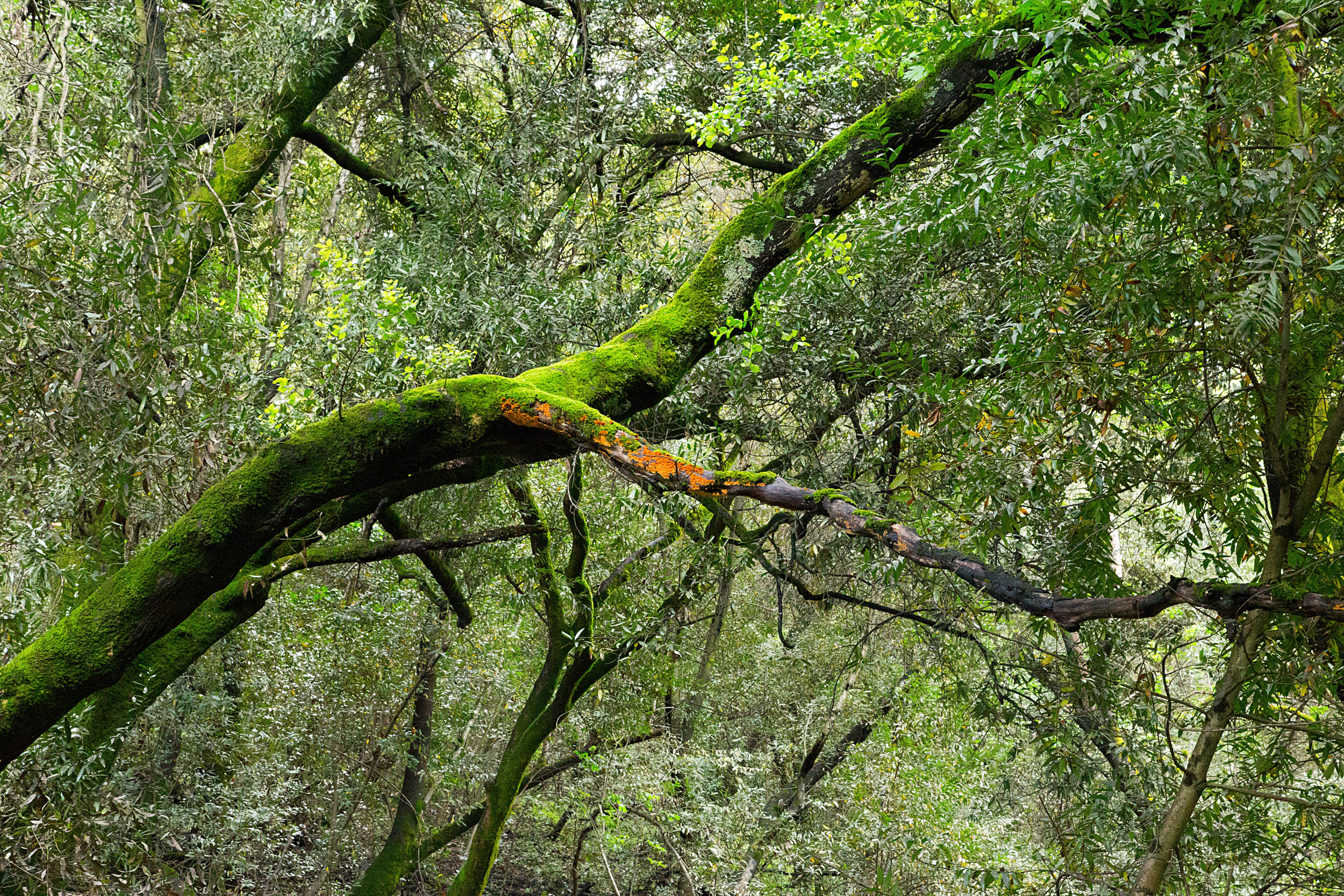 Bear Creek Trail.jpg