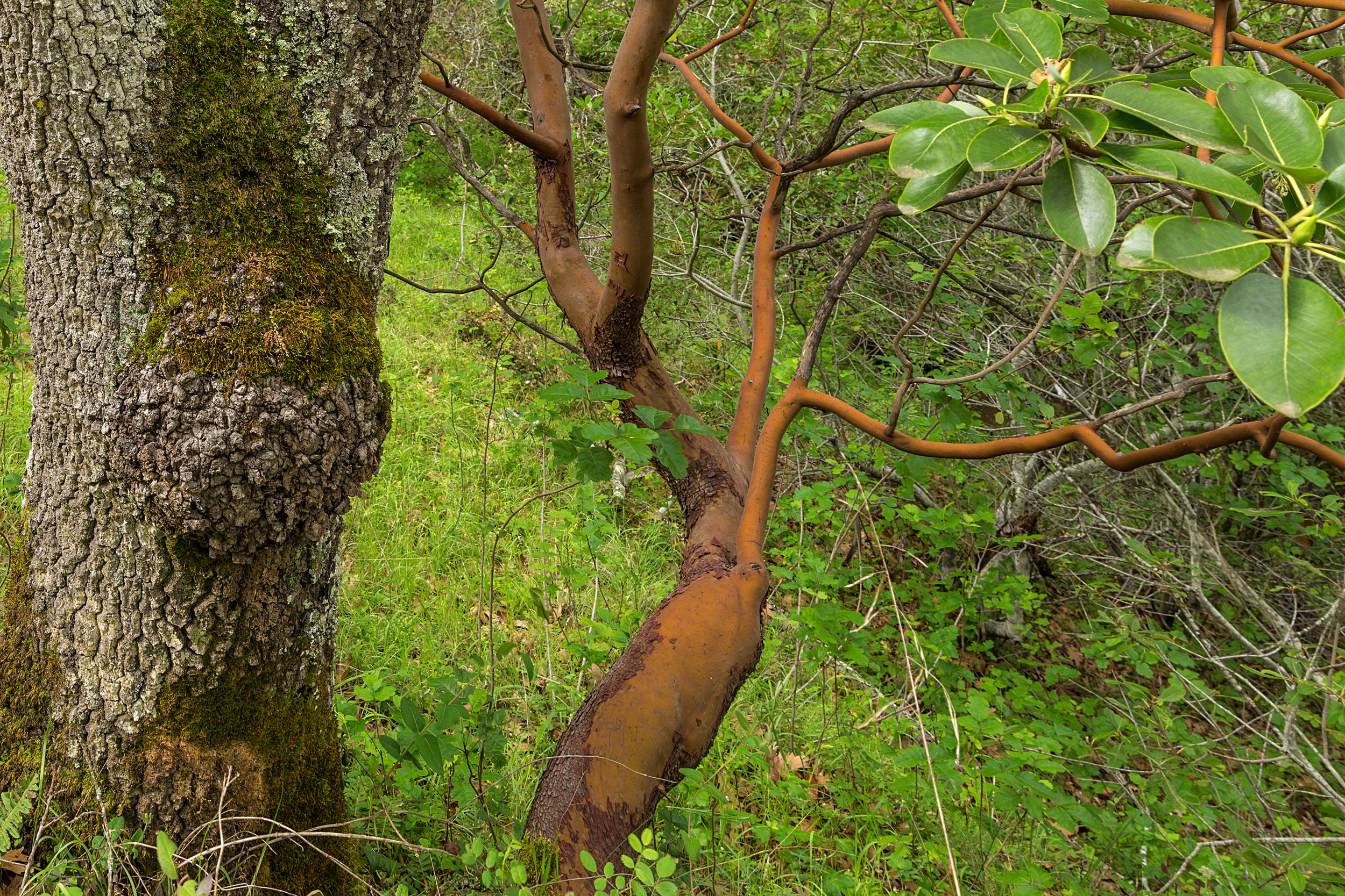 Madrone Canyon Trail-2.jpg