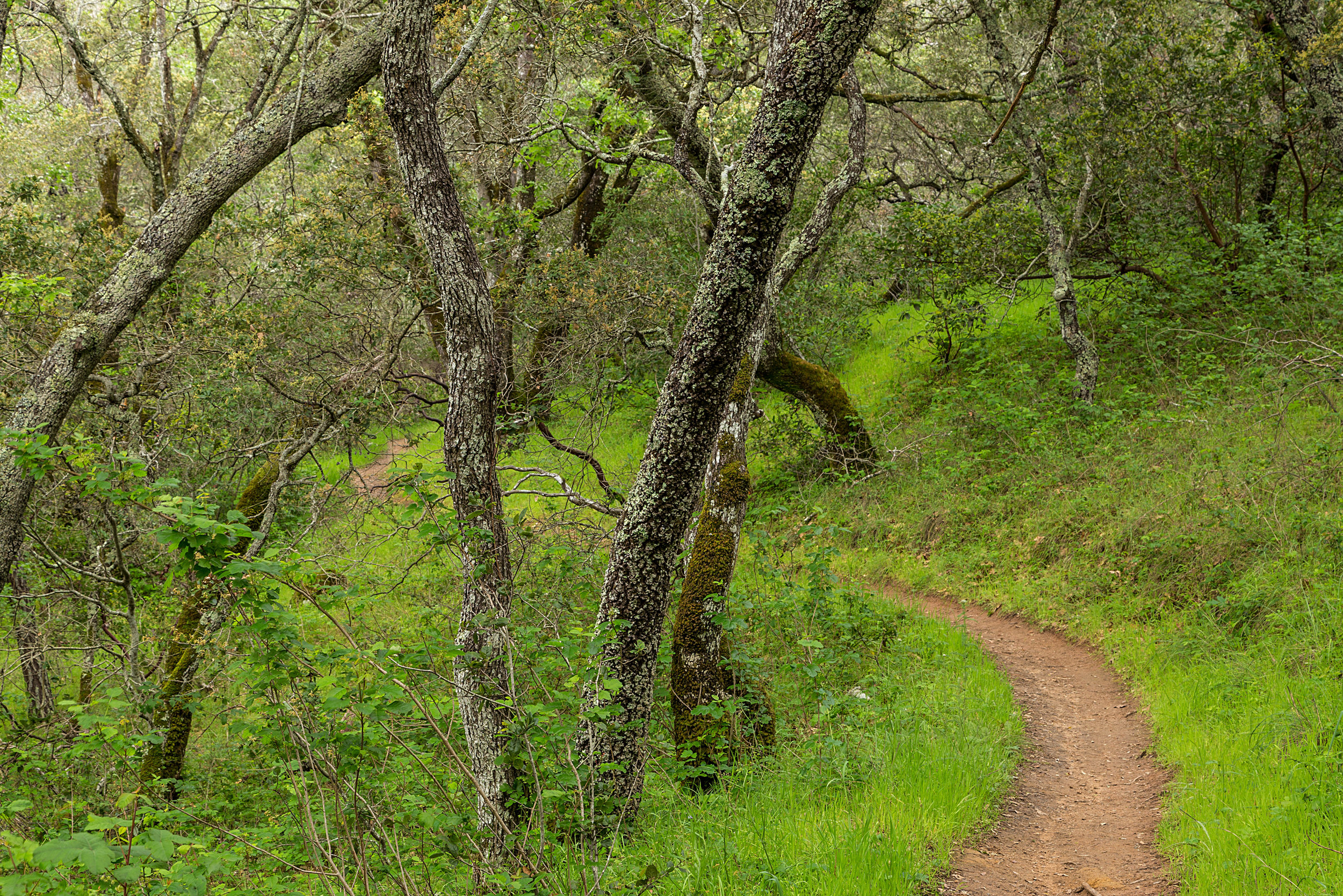 Madrone Canyon Trail-4.jpg