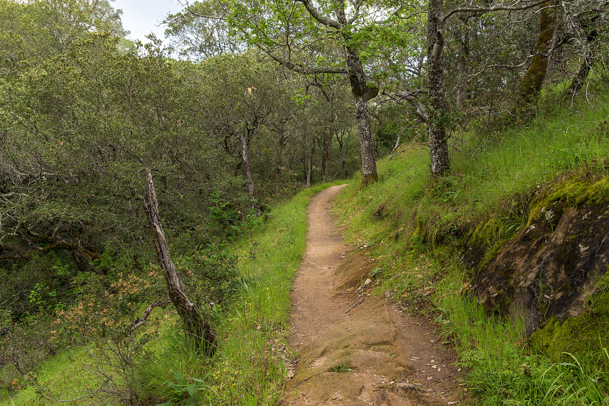 Madrone Canyon Trail-5.jpg