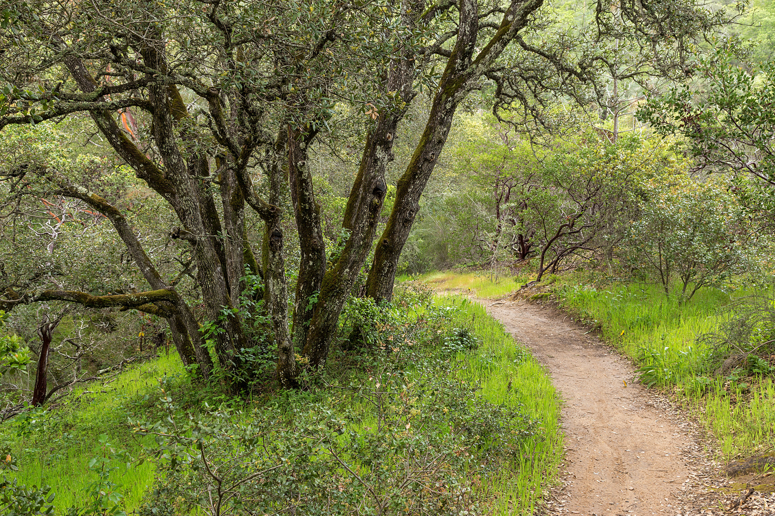 Madrone Canyon Trail-6.jpg