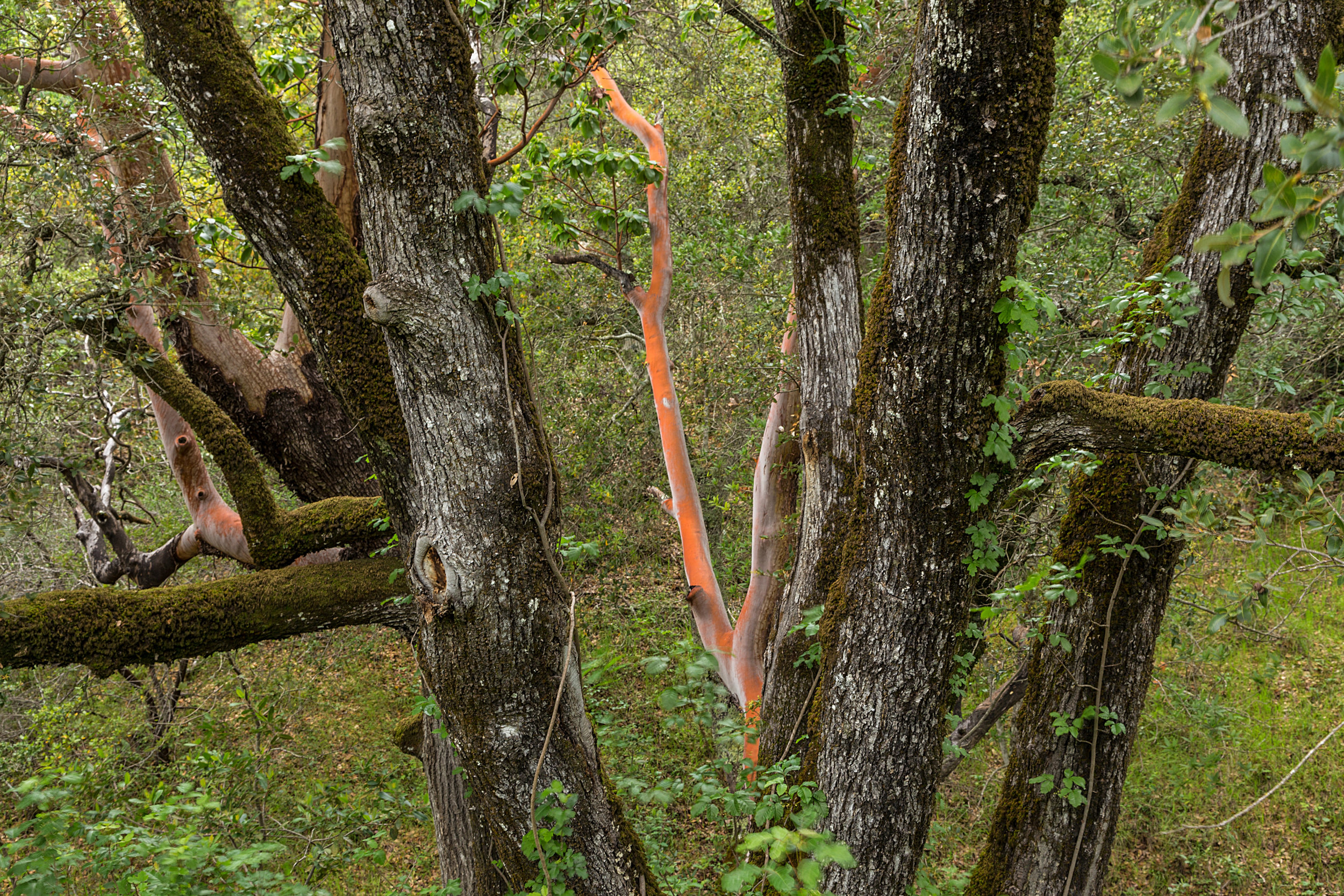 Madrone Canyon Trail-7.jpg