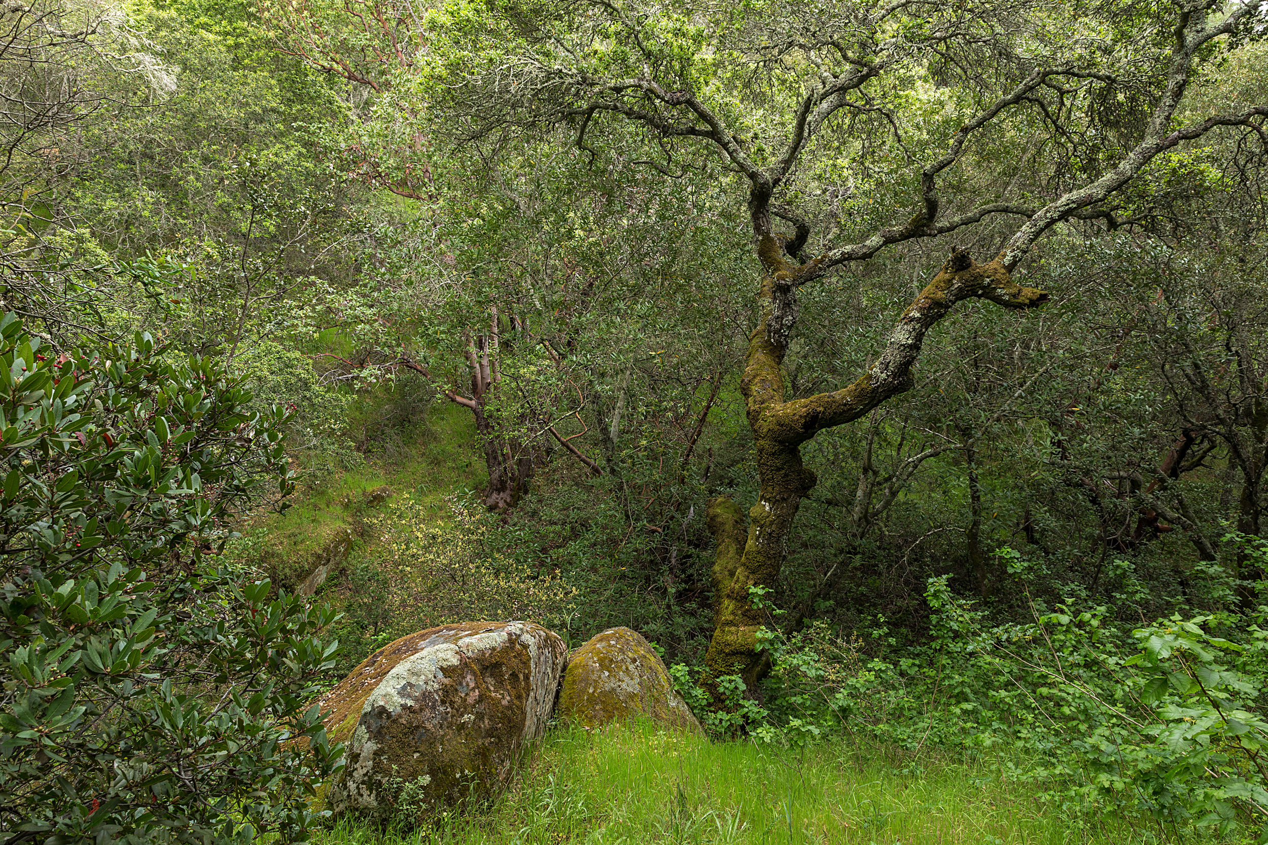 Madrone Canyon Trail-8.jpg