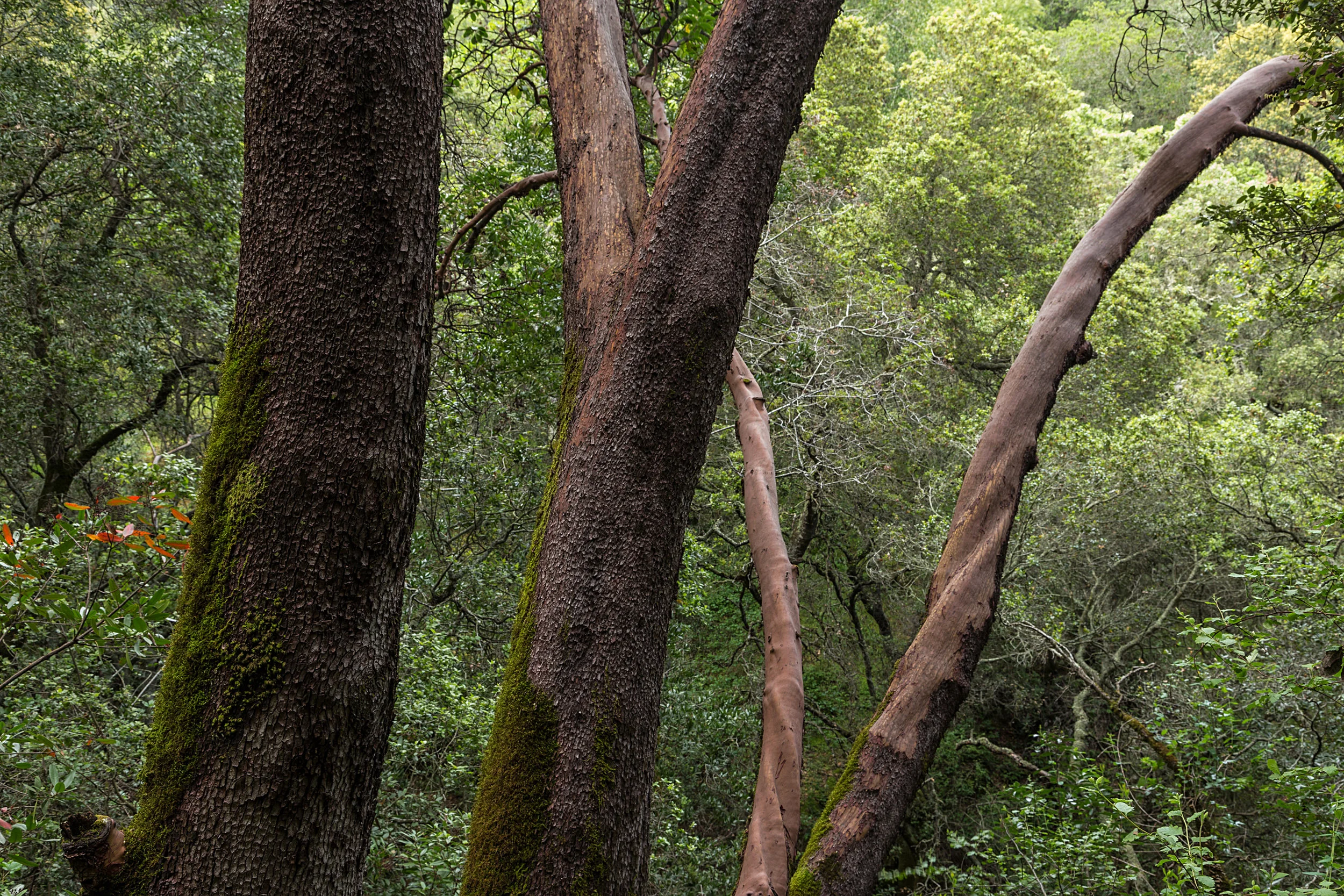 Madrone Canyon Trail-13.jpg