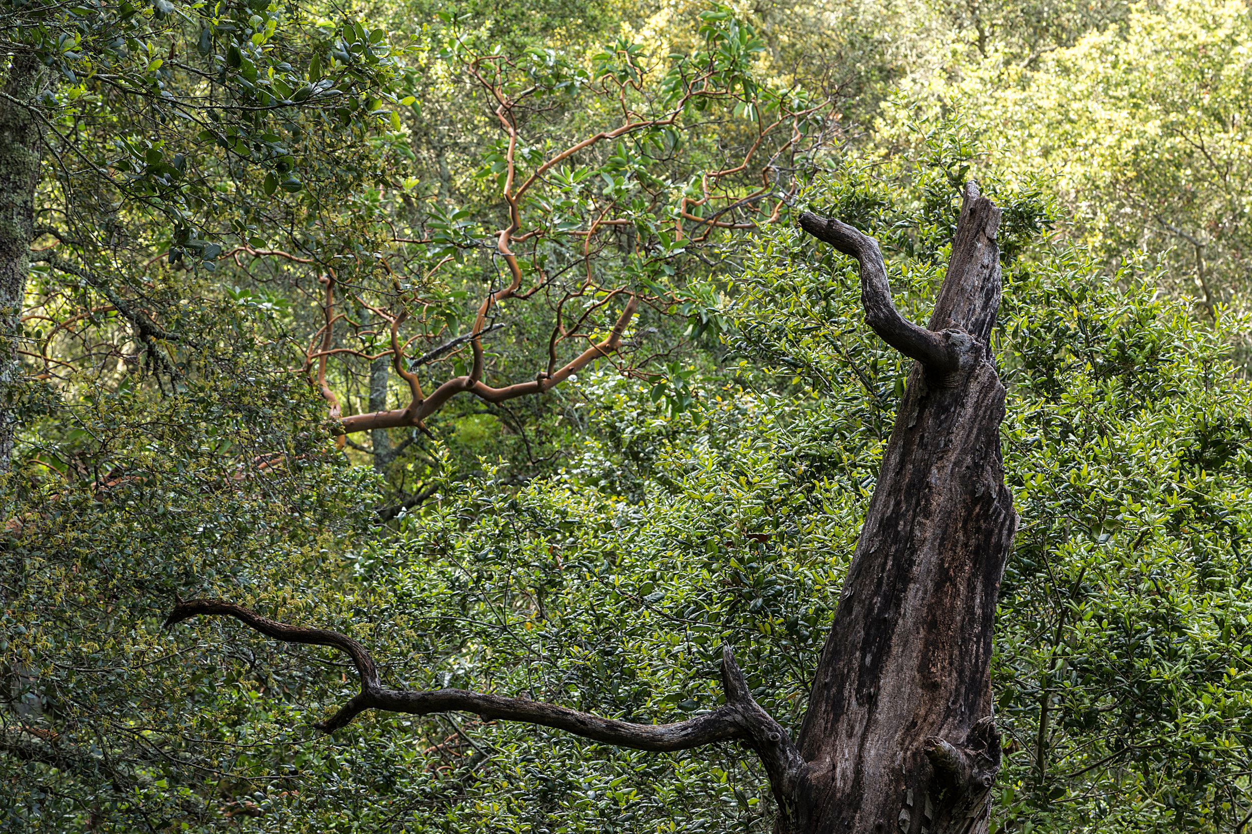 Madrone Canyon Trail-14.jpg
