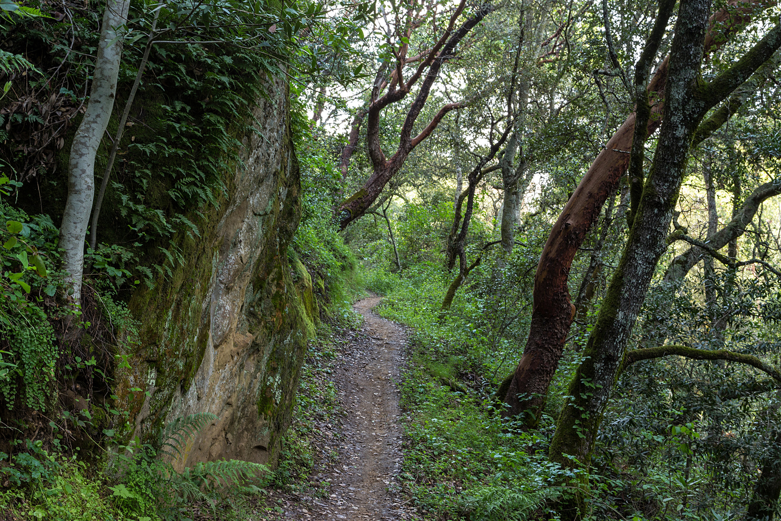 Madrone Canyon Trail-15.jpg