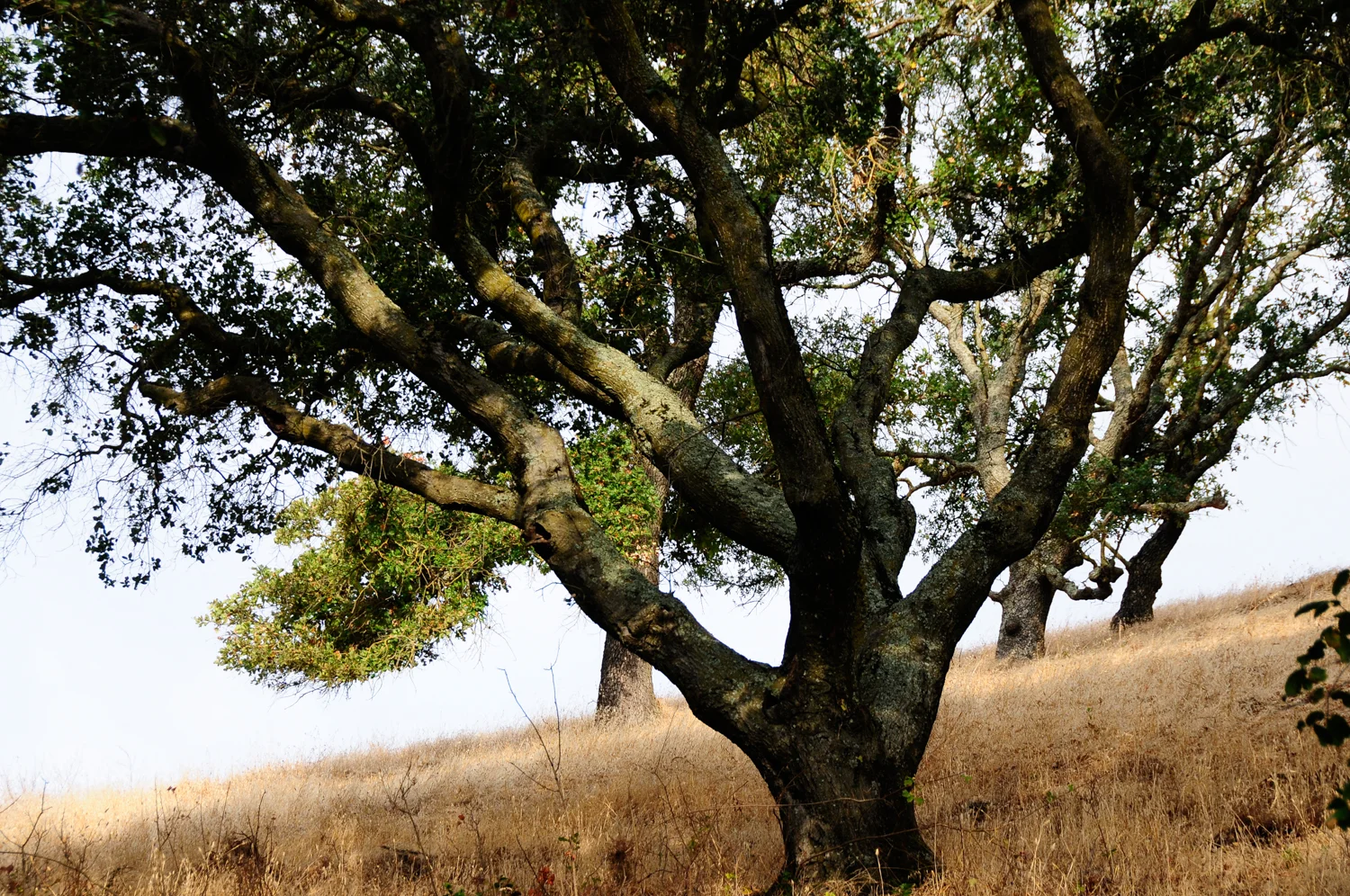 Carquinez Regional Shoreline.jpg
