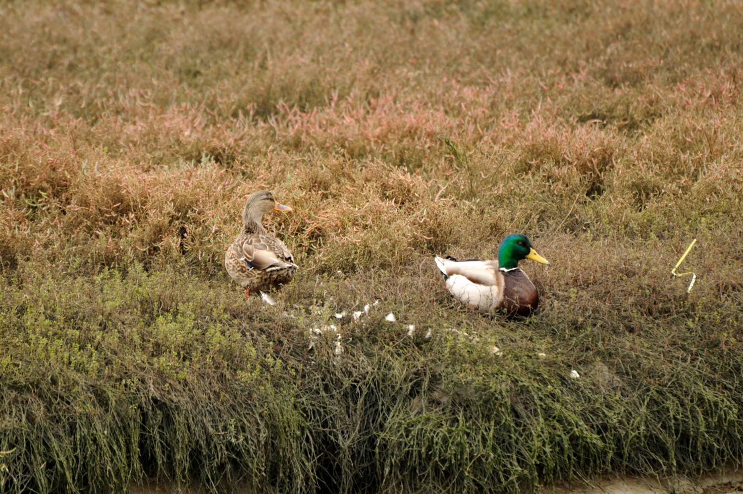 Hayward Cogswell Marsh-5.jpg