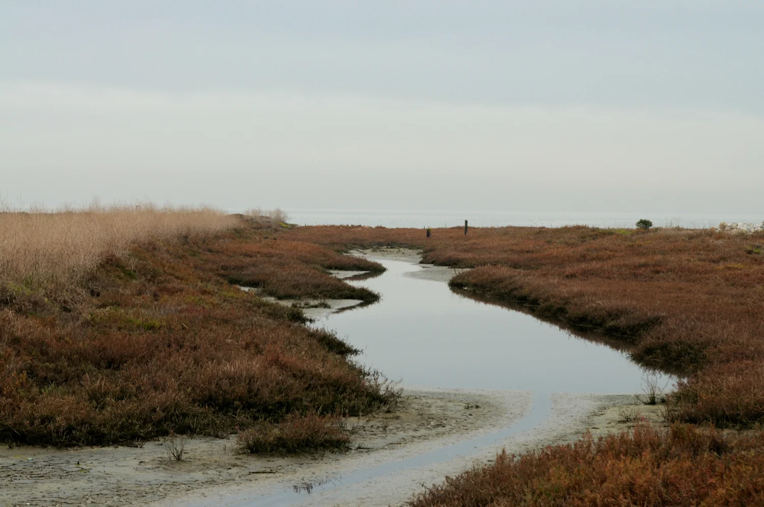 Hayward Cogswell Marsh-8.jpg