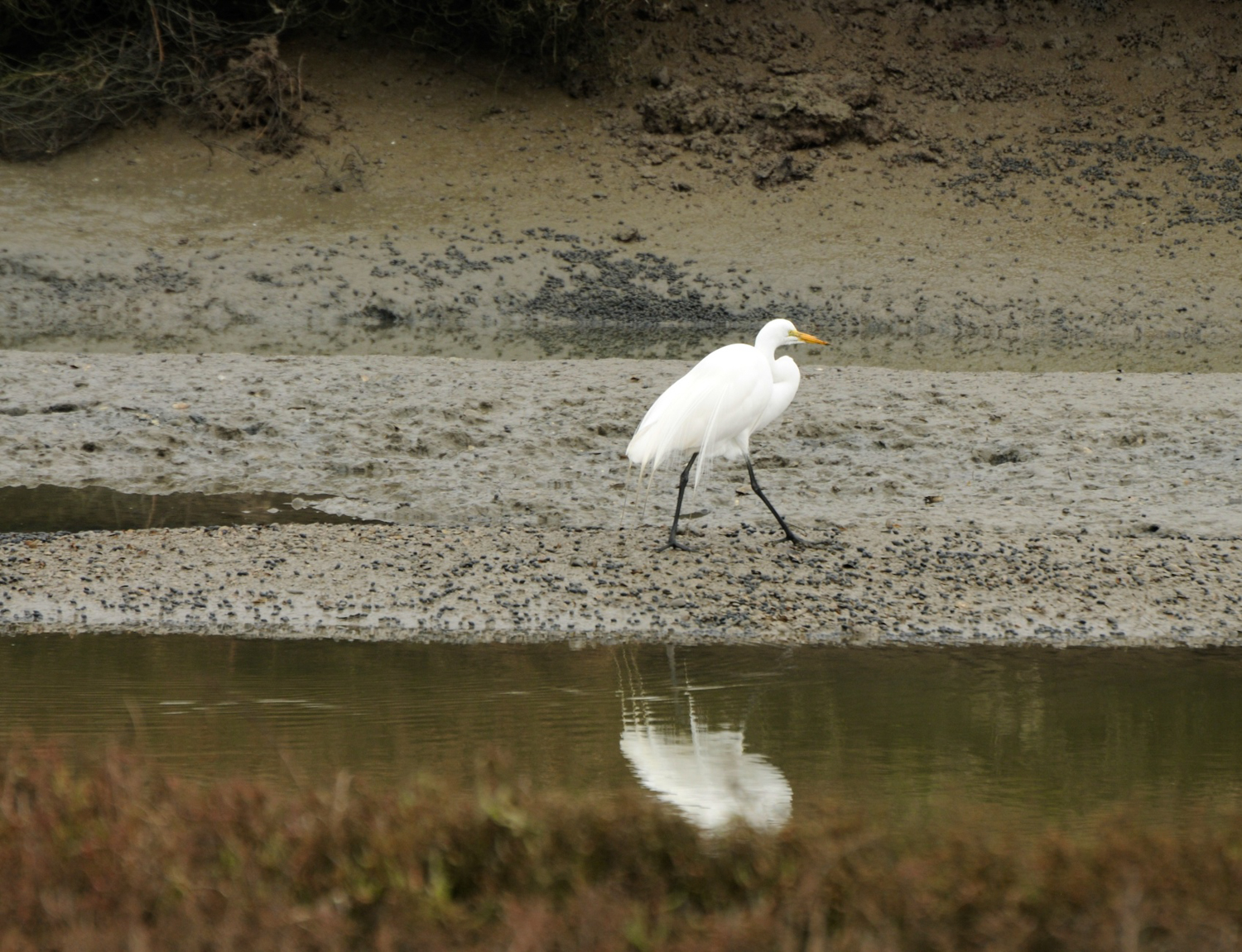 Hayward Cogswell Marsh-9.jpg