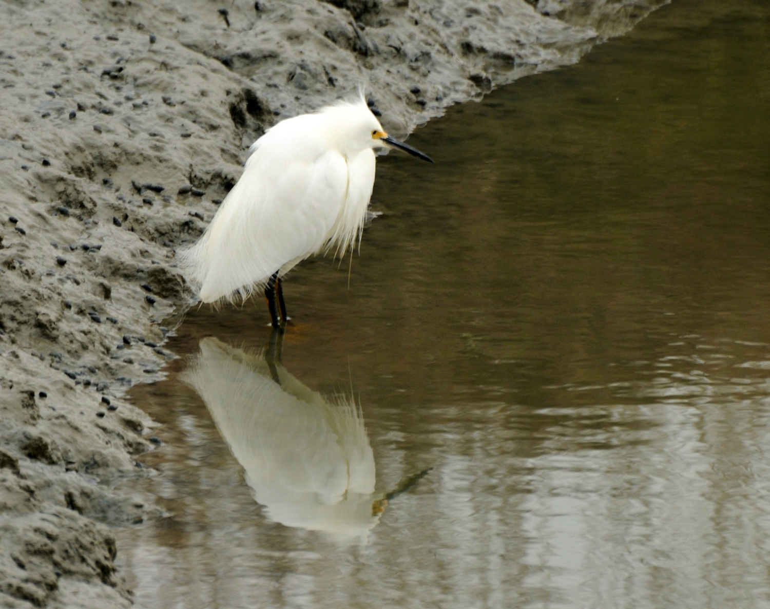 Hayward Cogswell Marsh-10.jpg