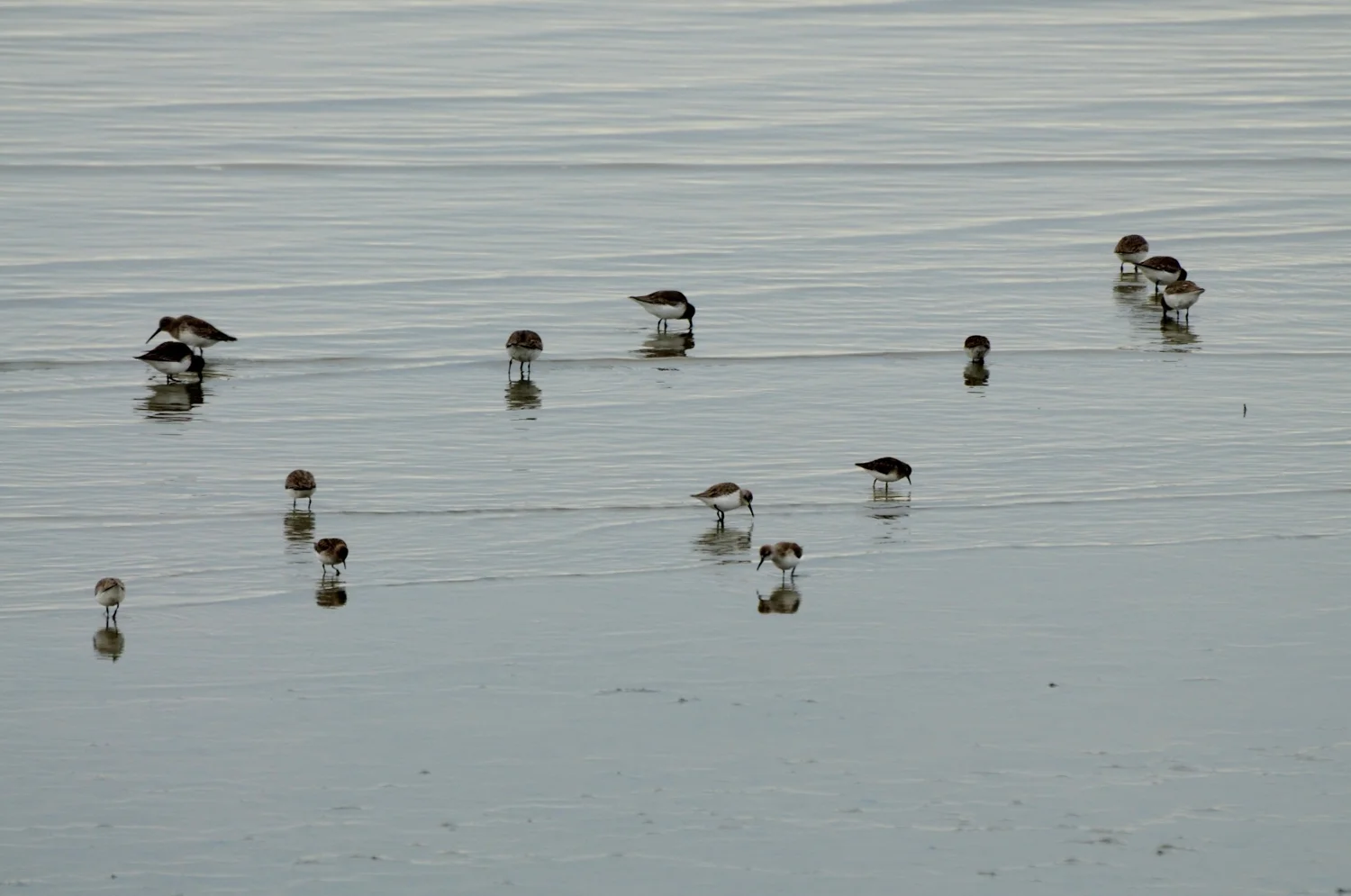 Hayward Cogswell Marsh-11.jpg