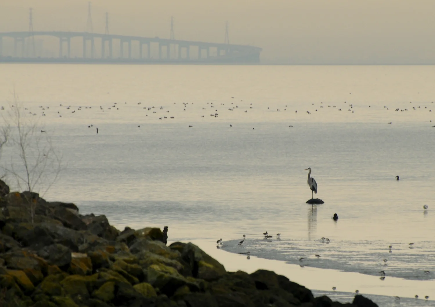 Hayward Cogswell Marsh-14.jpg