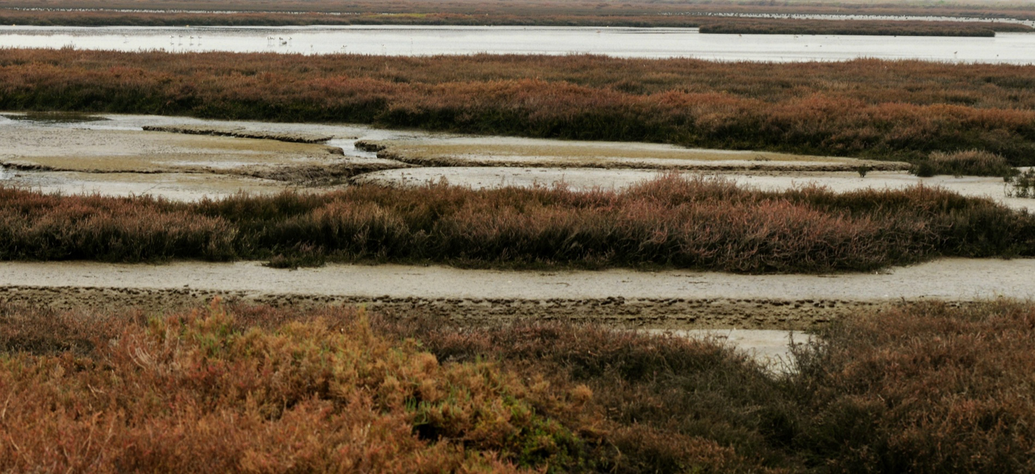 Hayward Cogswell Marsh.jpg