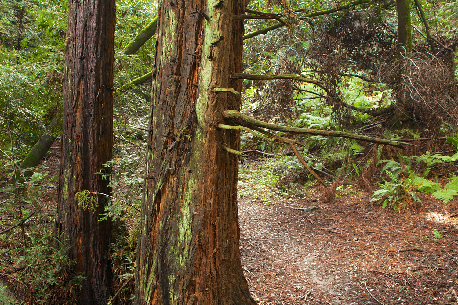 Redwood Regional Park-2.jpg
