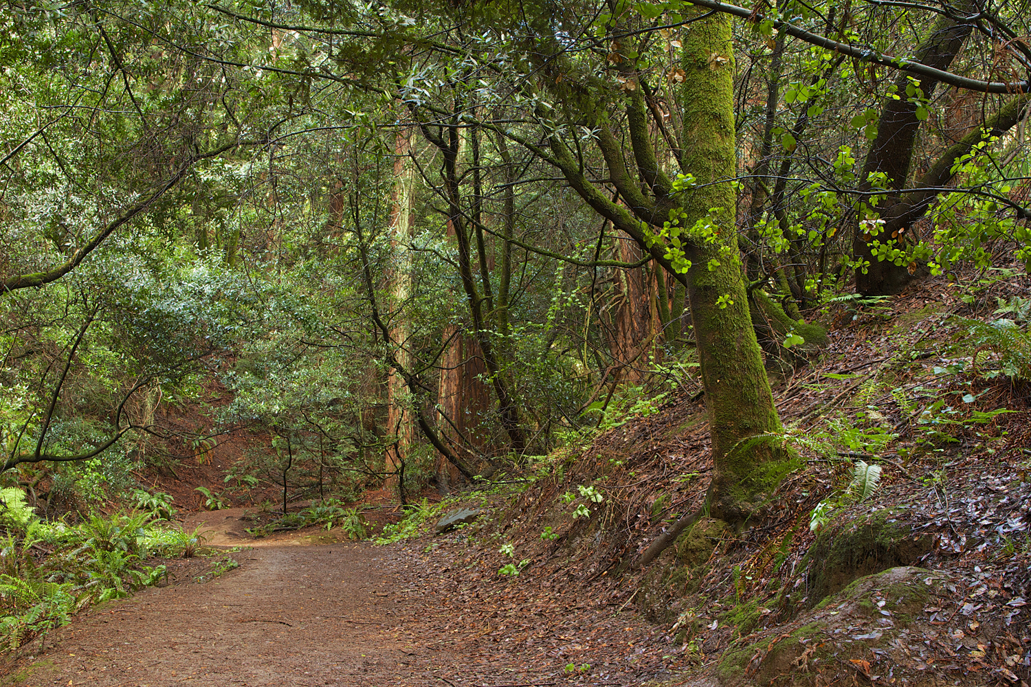 Redwood Regional Park-3.jpg