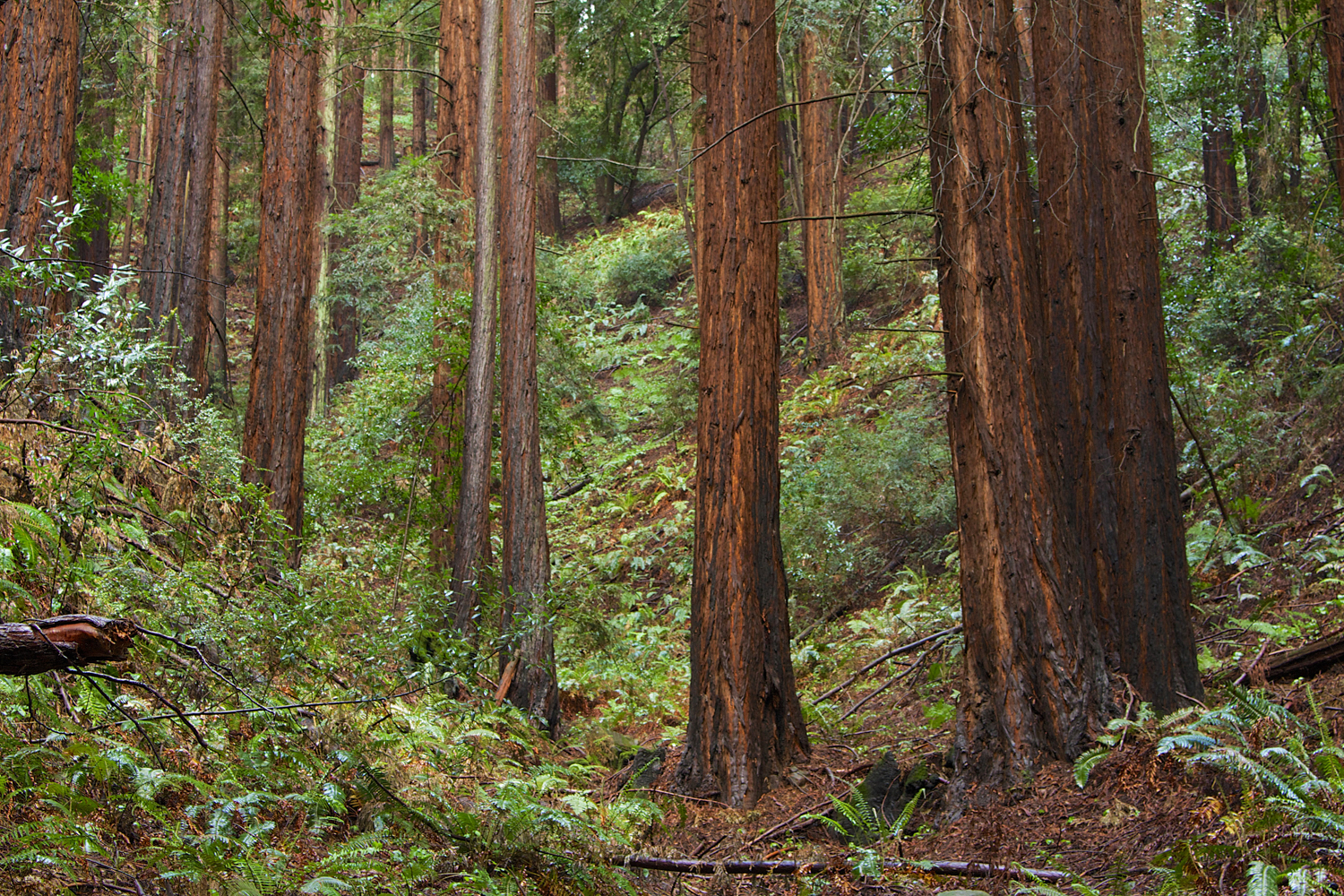 Redwood Regional Park-4.jpg