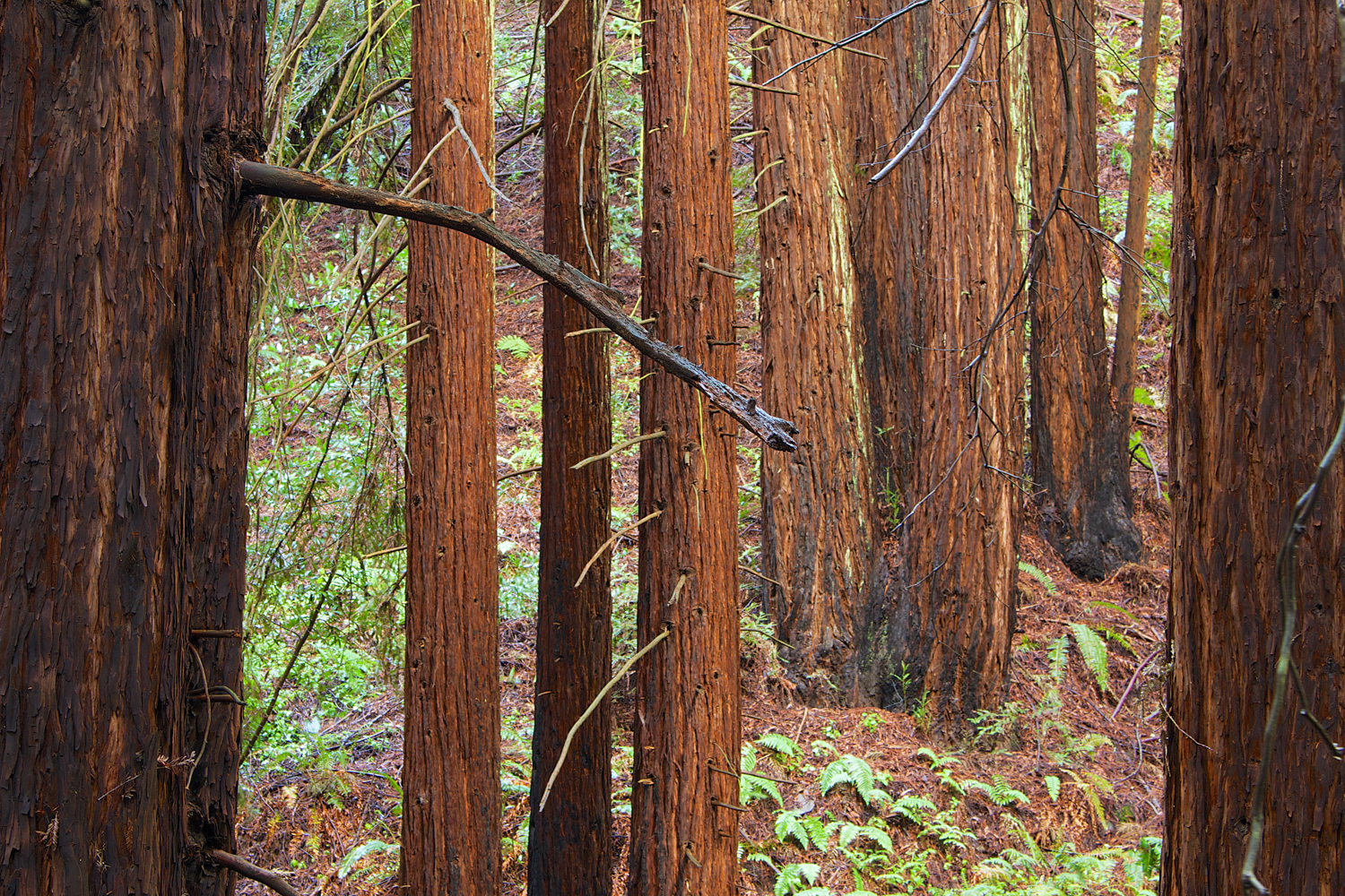 Redwood Regional Park-5.jpg