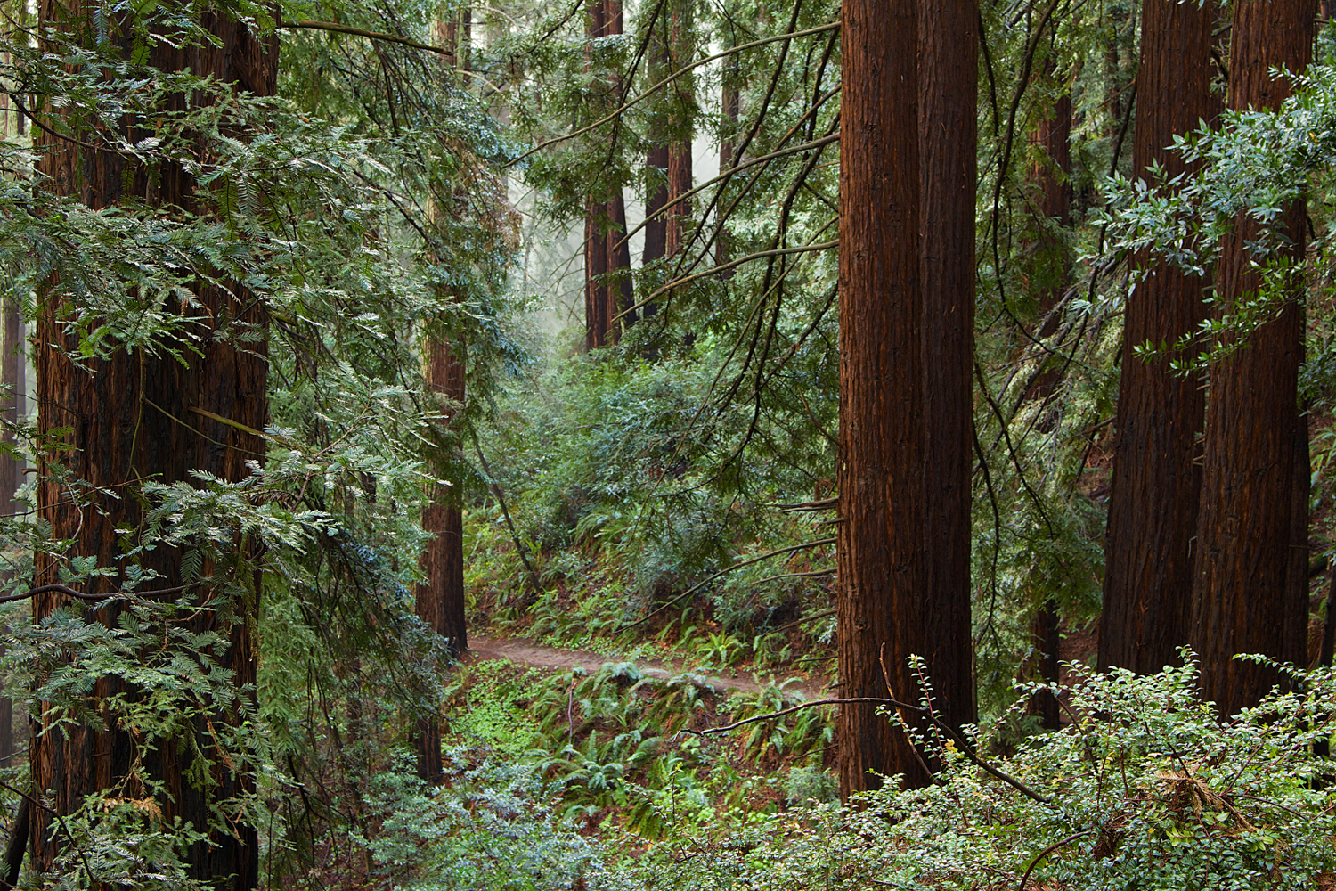 Redwood Regional Park-6.jpg