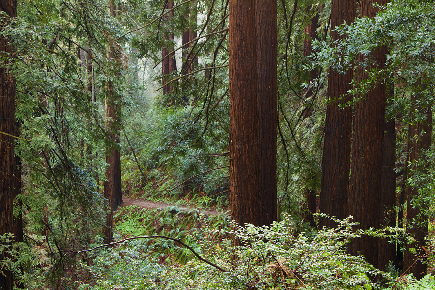 Redwood Regional Park-7.jpg