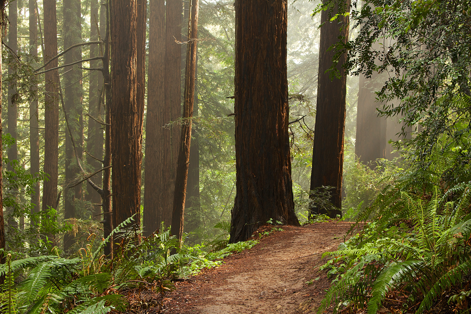 Redwood Regional Park-8.jpg