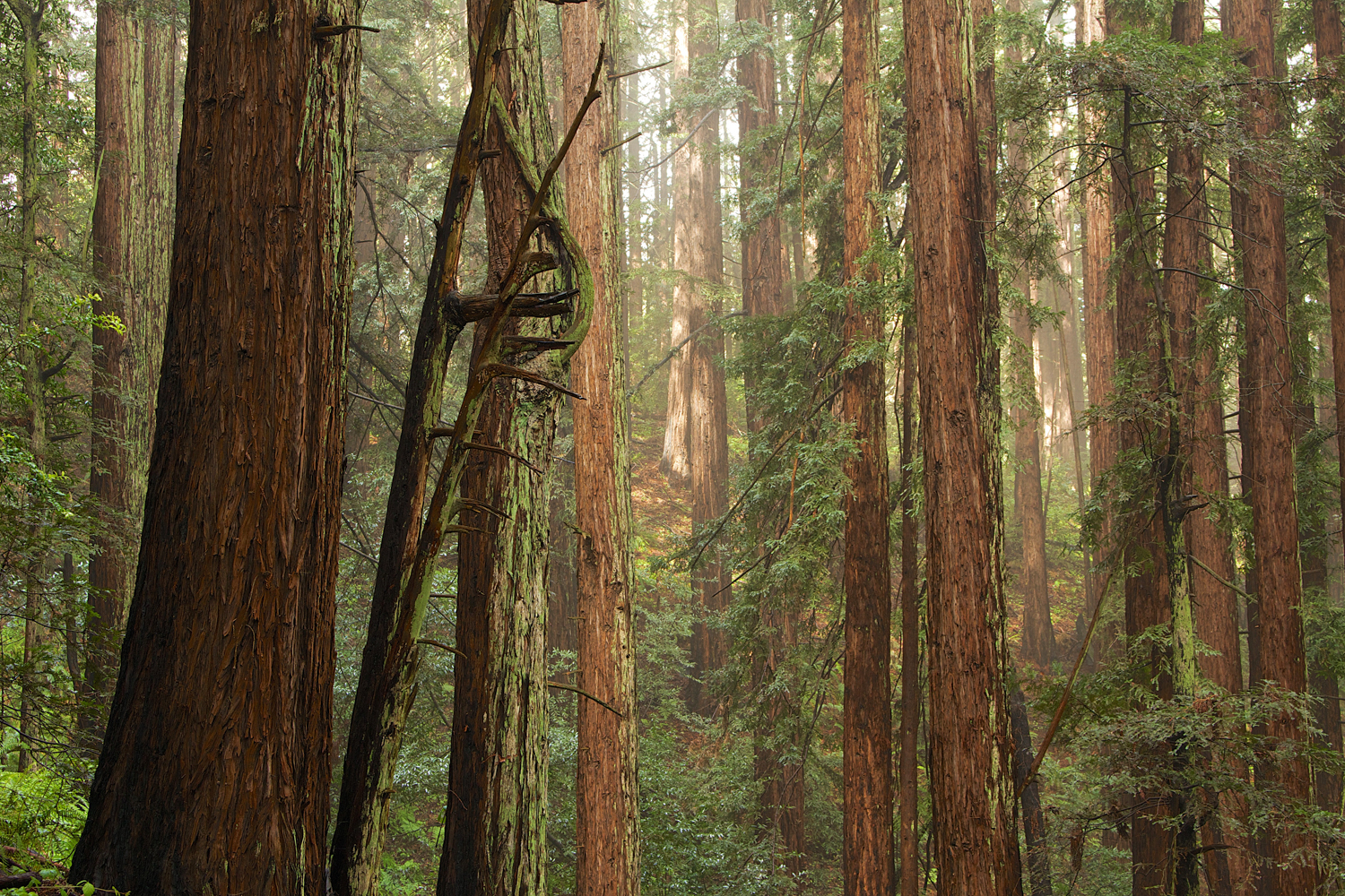 Redwood Regional Park-9.jpg
