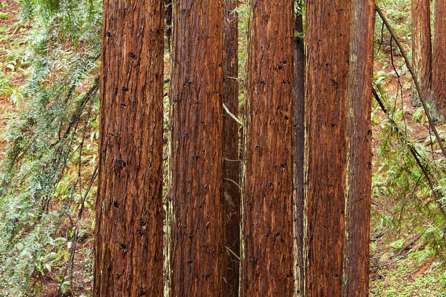 Redwood Regional Park-10.jpg