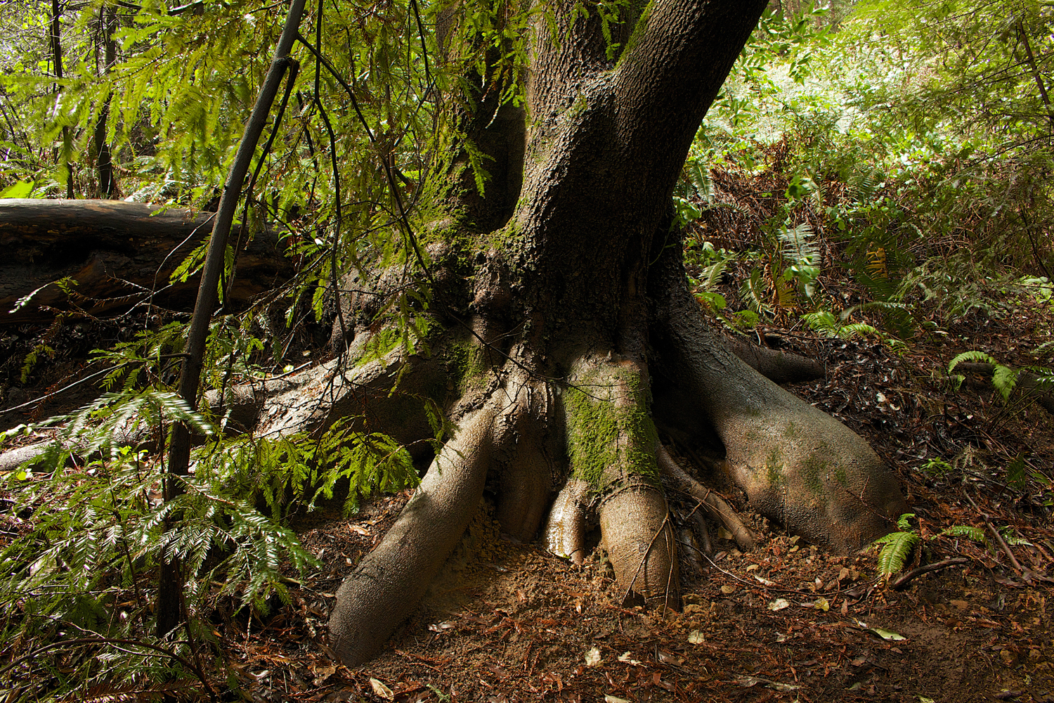 Redwood Regional Park-12.jpg