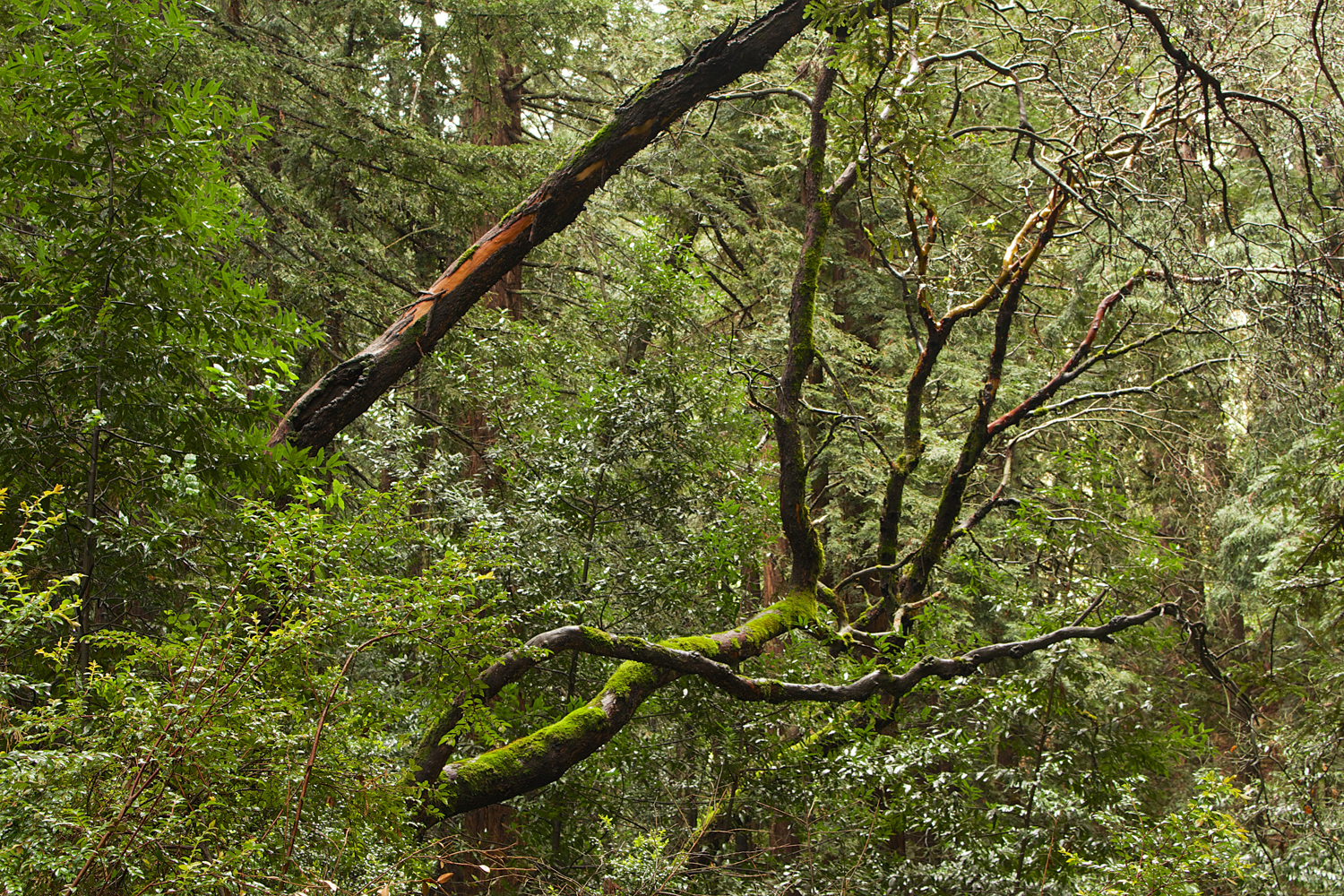 Redwood Regional Park-14.jpg